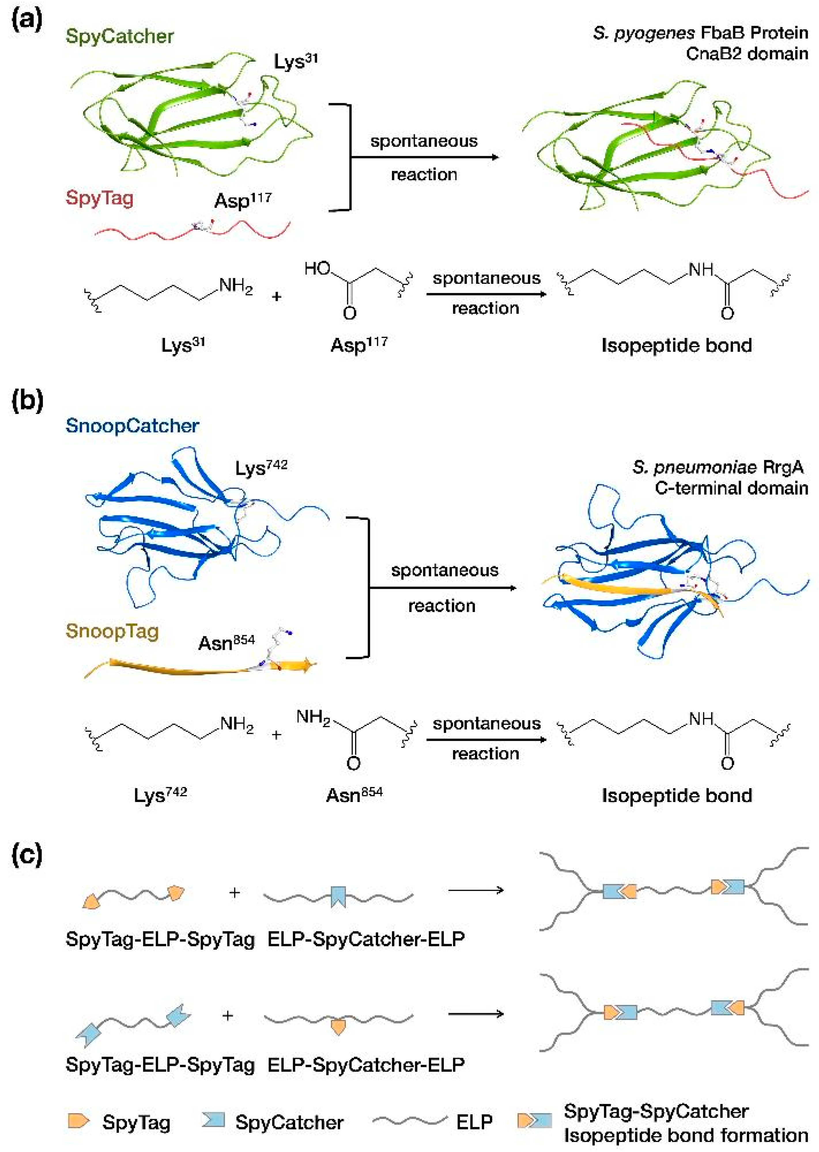 Ijms 24 06416 g004 Ijms 24 06416 g004