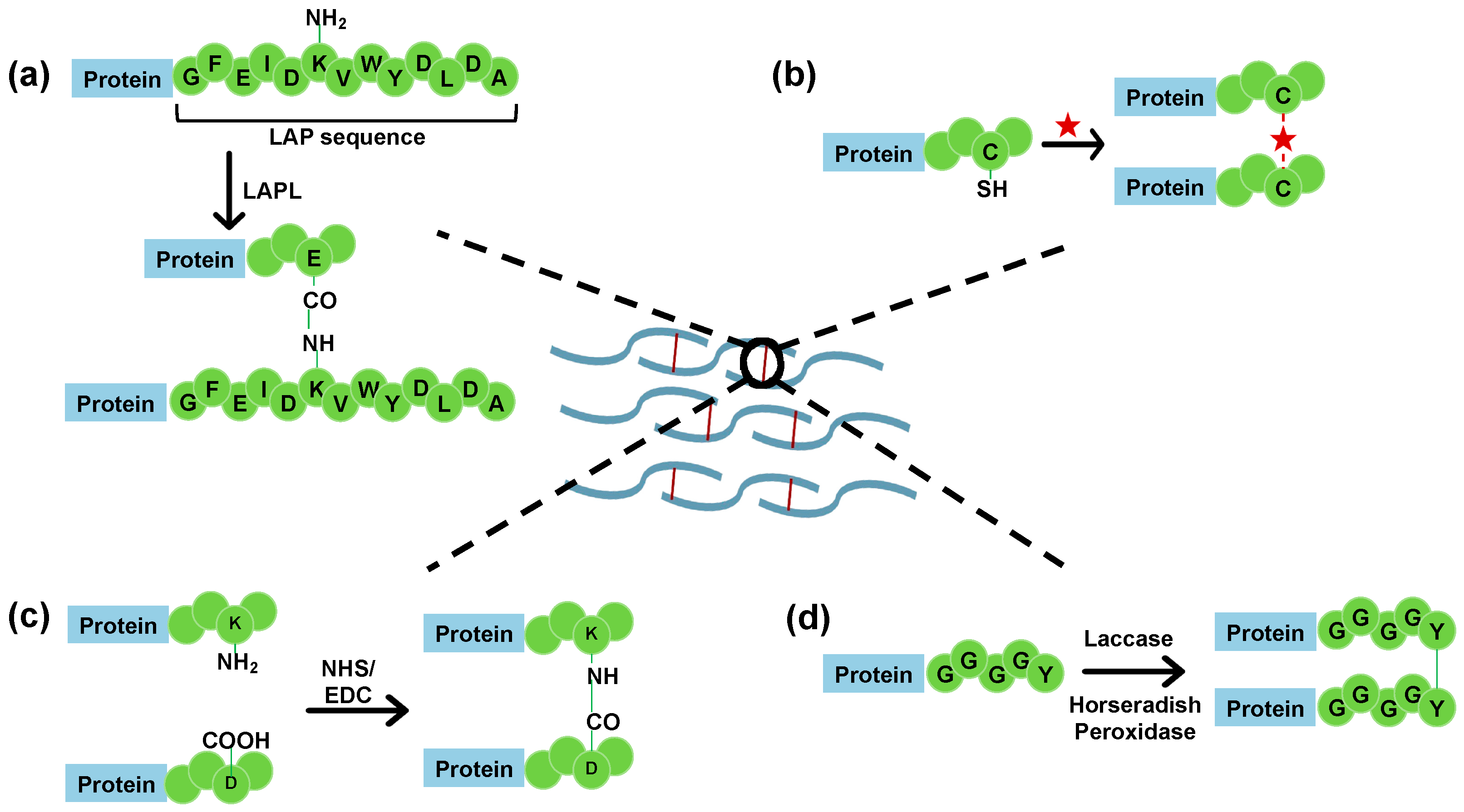 Ijms 24 06416 g005 Ijms 24 06416 g005