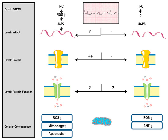 Importance of Mitochondria in Cardiac Pathologies: Focus on