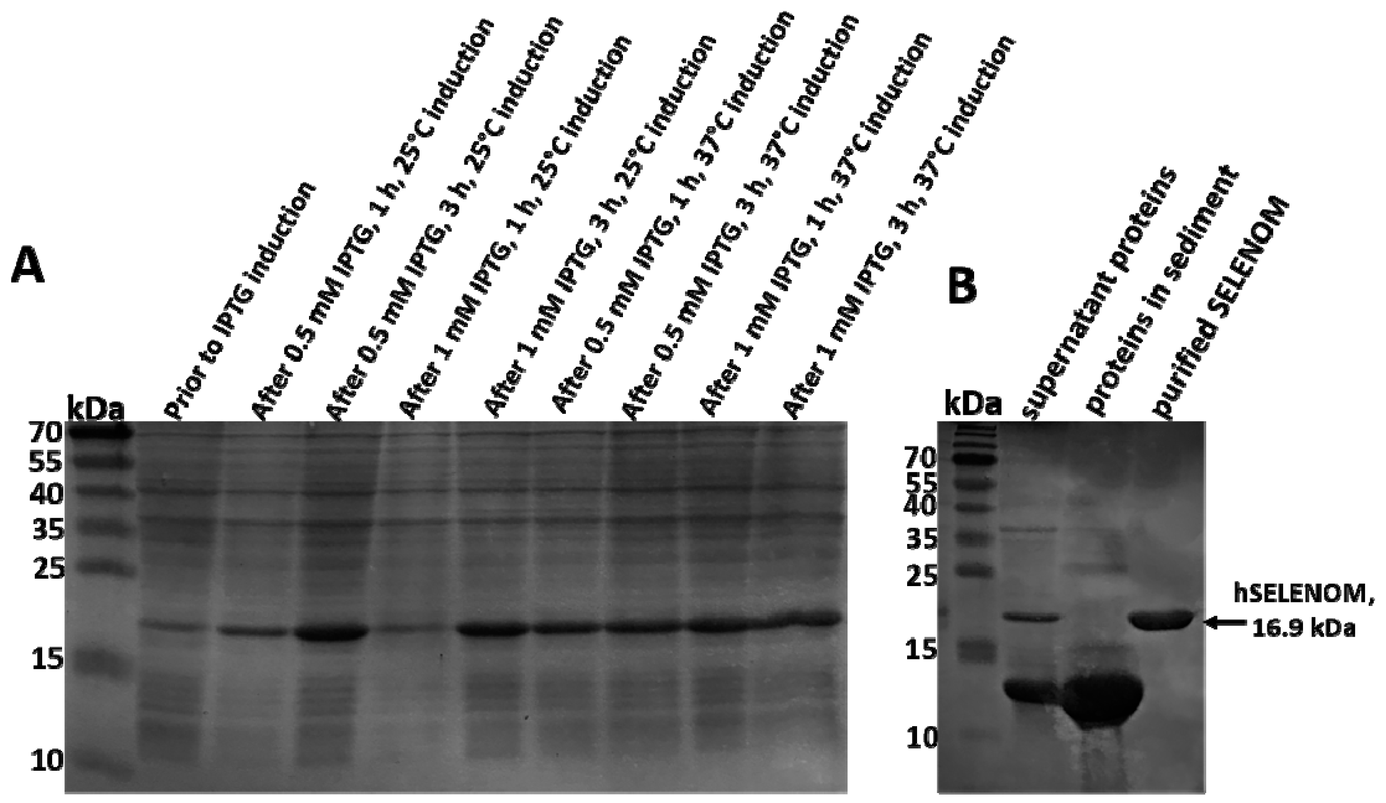 Ijms 24 06469 g001 Ijms 24 06469 g001