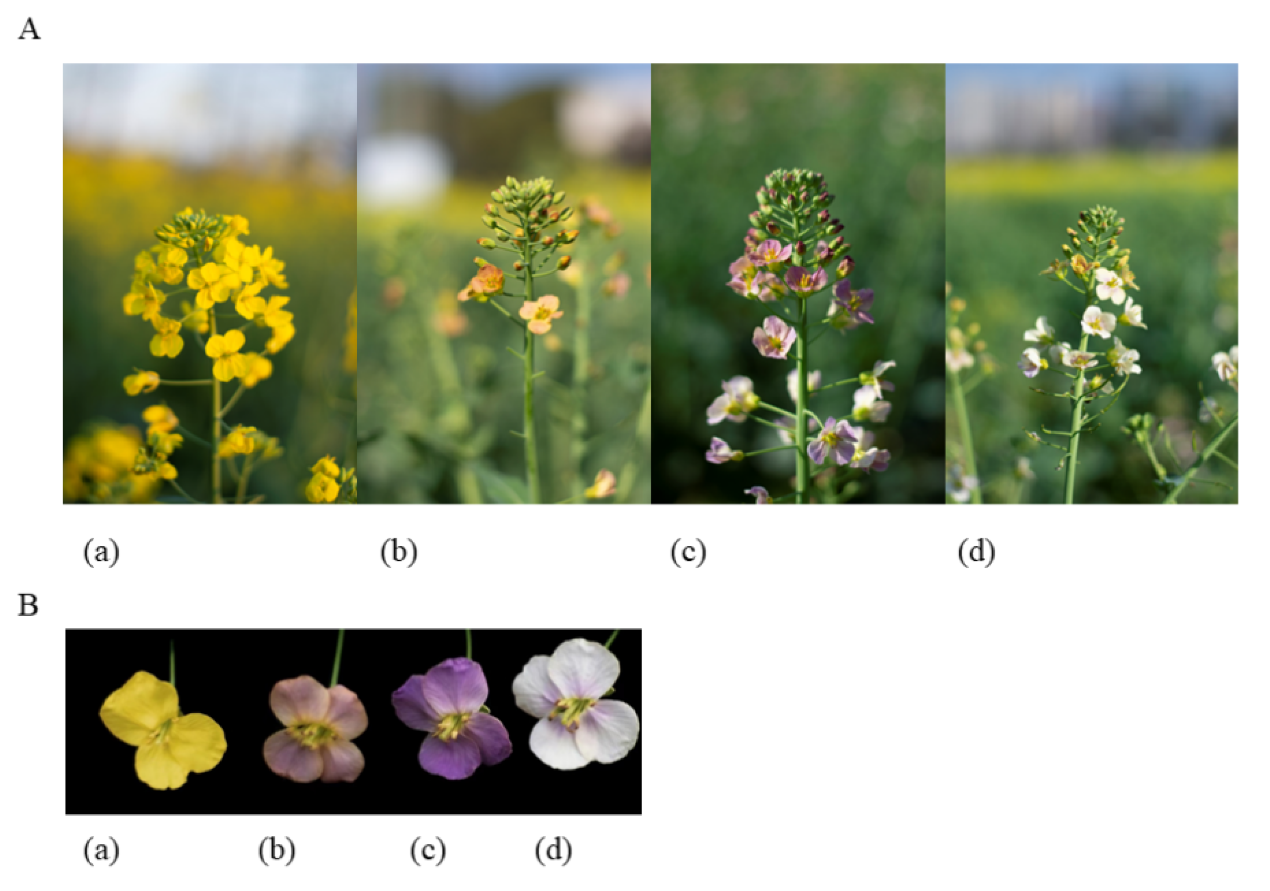 Ijms 24 06472 g001 Ijms 24 06472 g001