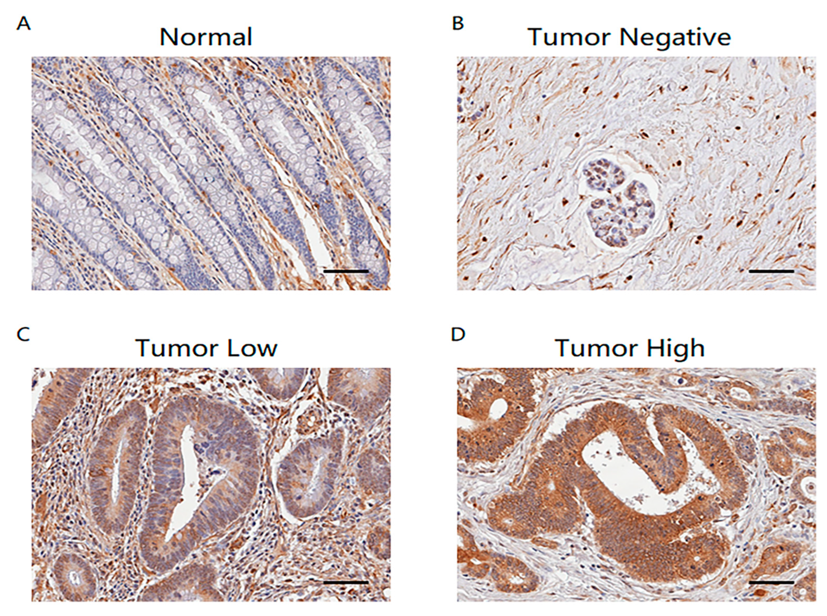 Ijms 24 06476 g006 Ijms 24 06476 g006