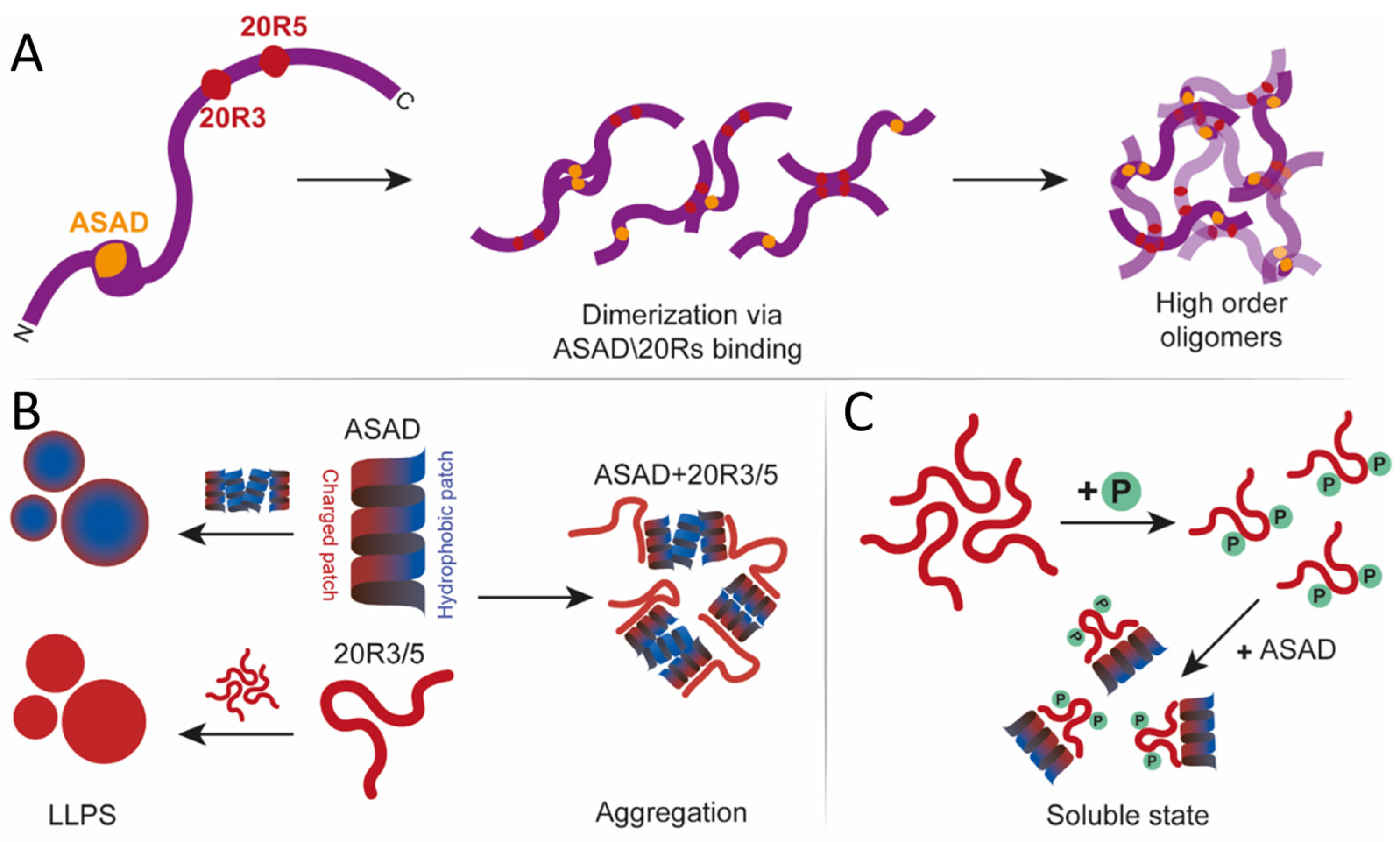 Ijms 24 06478 g007 Ijms 24 06478 g007