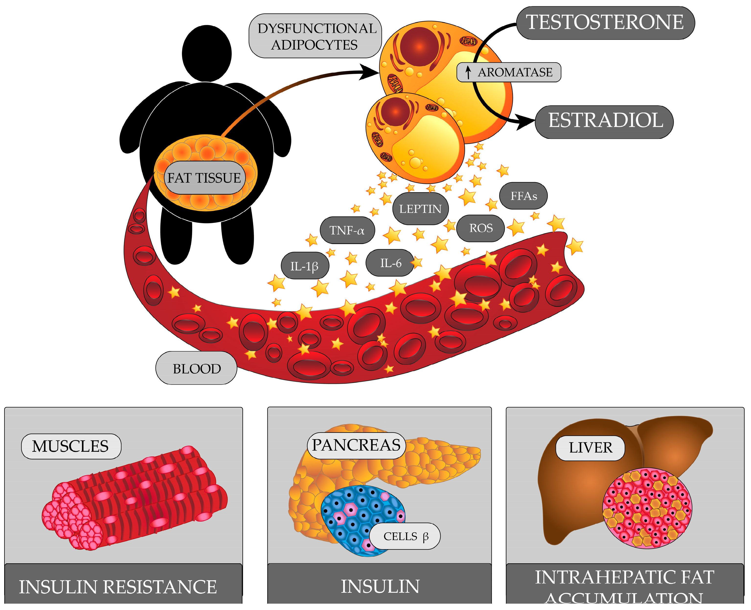 Ijms 24 06492 g003 Ijms 24 06492 g003