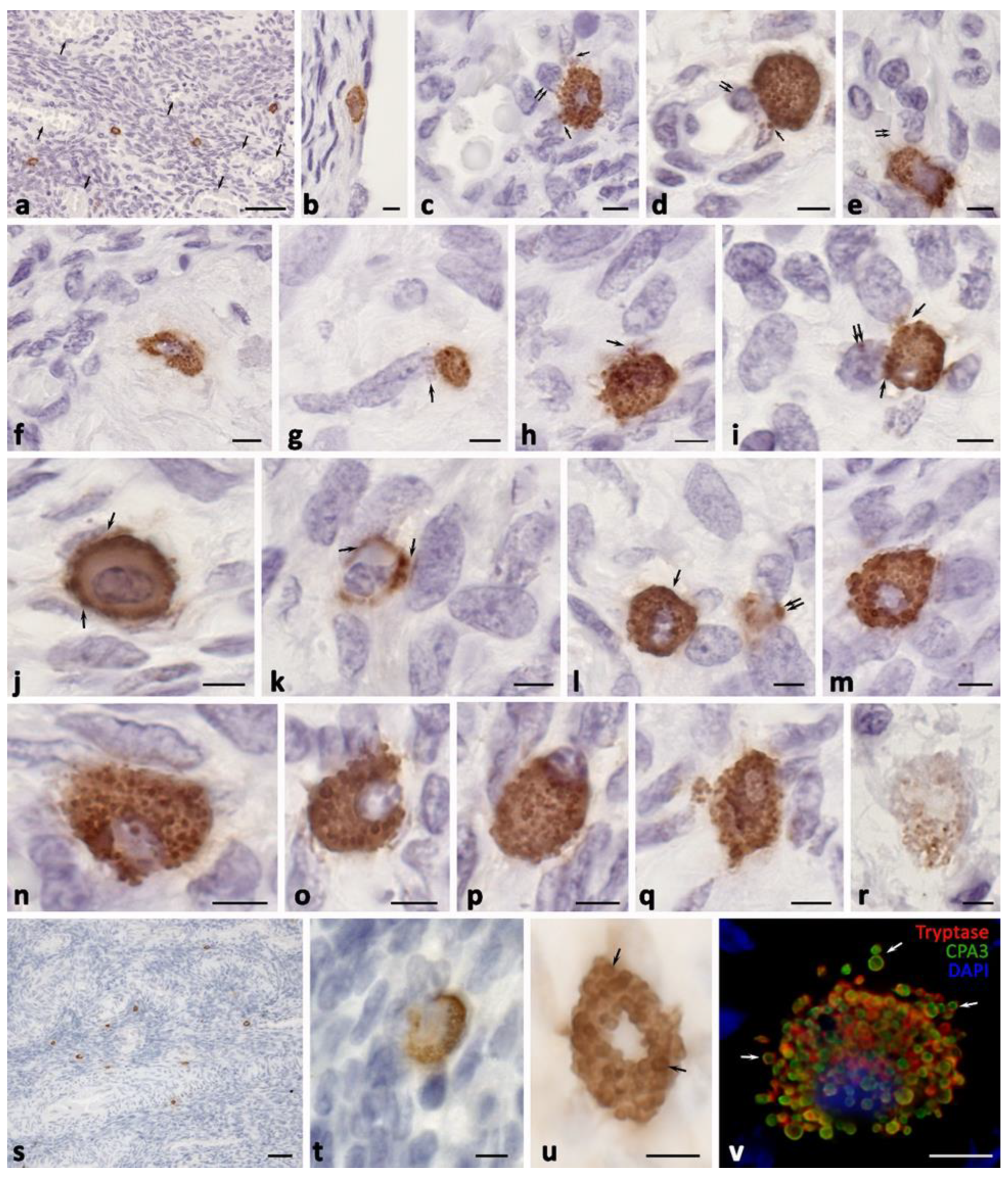 Ijms 24 06498 g001 Ijms 24 06498 g001