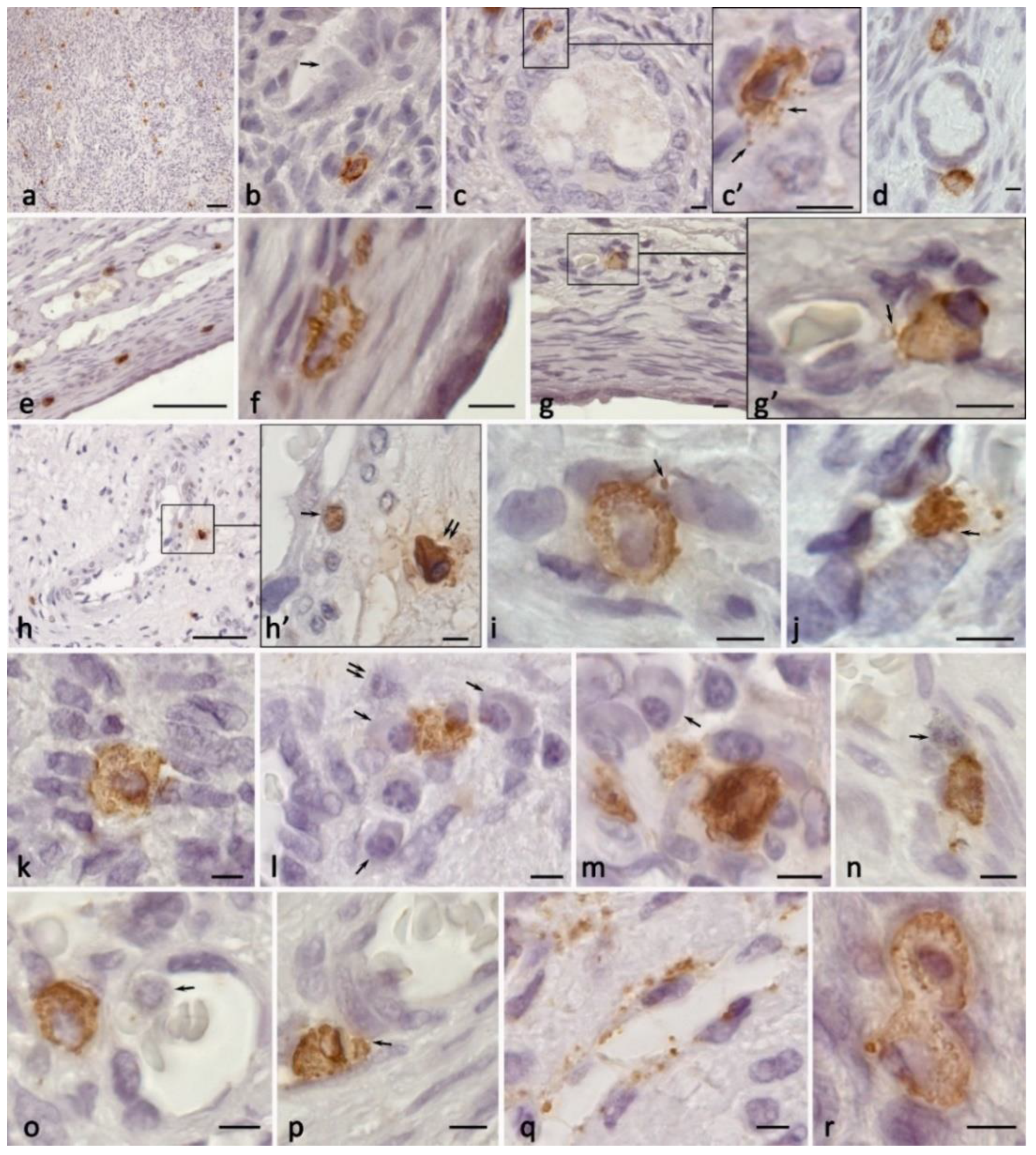 Ijms 24 06498 g002 Ijms 24 06498 g002