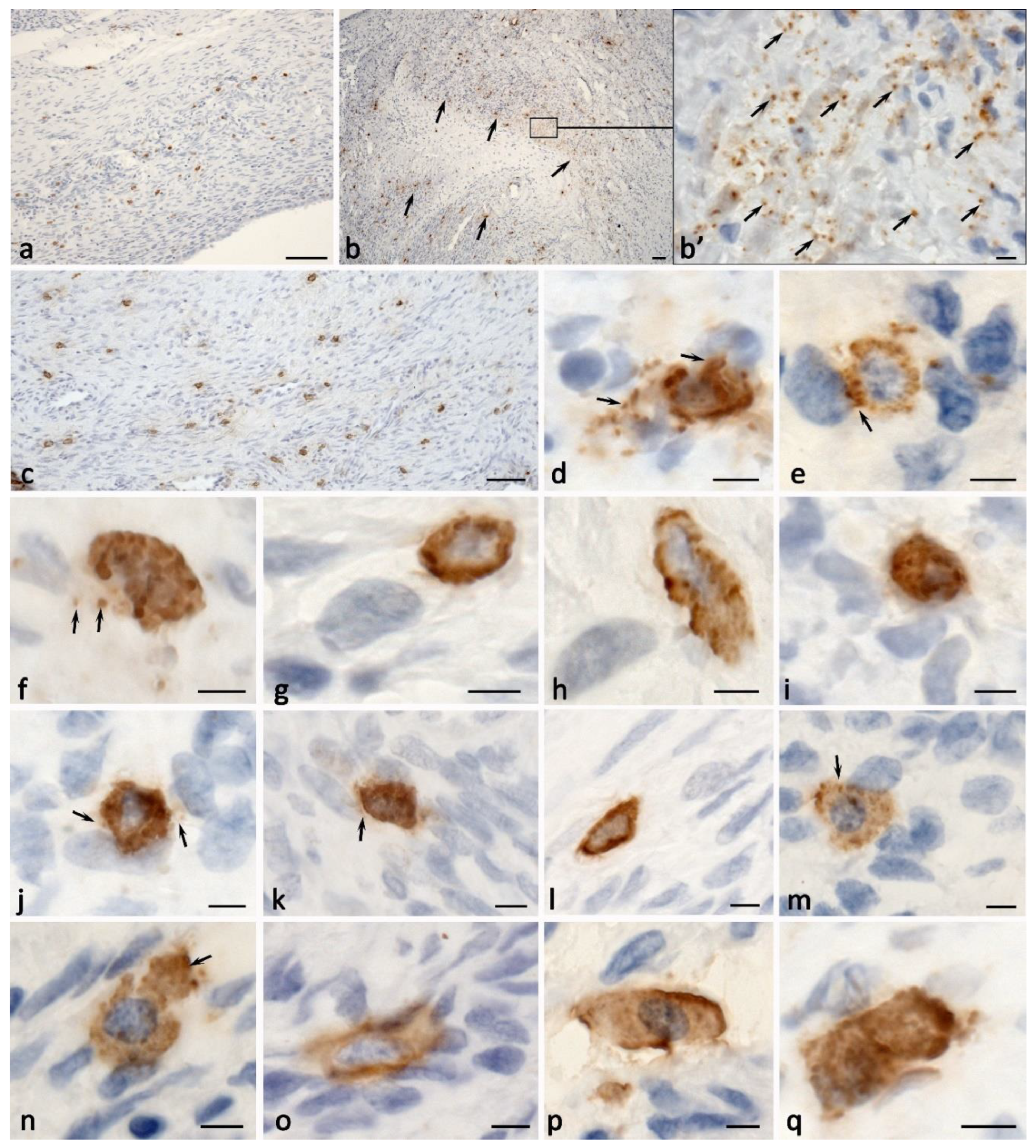 Ijms 24 06498 g003 Ijms 24 06498 g003