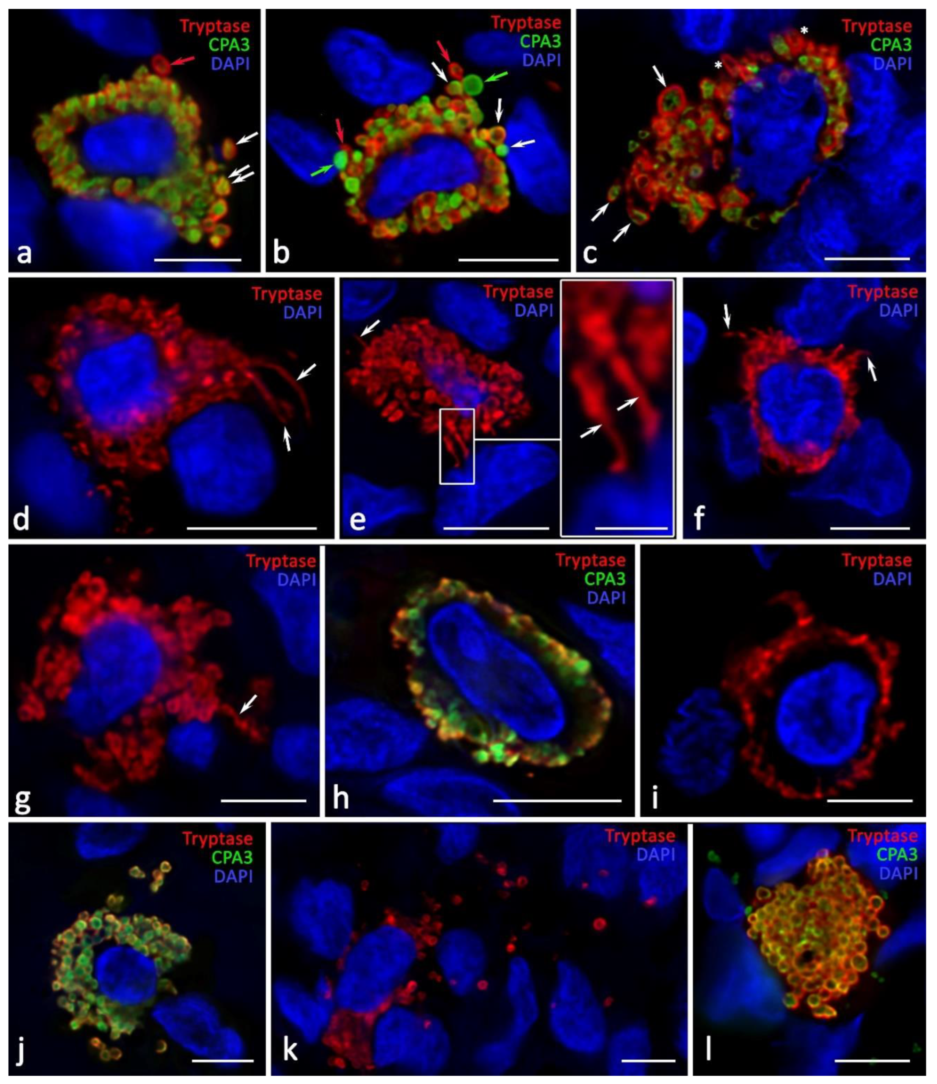 Ijms 24 06498 g006 Ijms 24 06498 g006