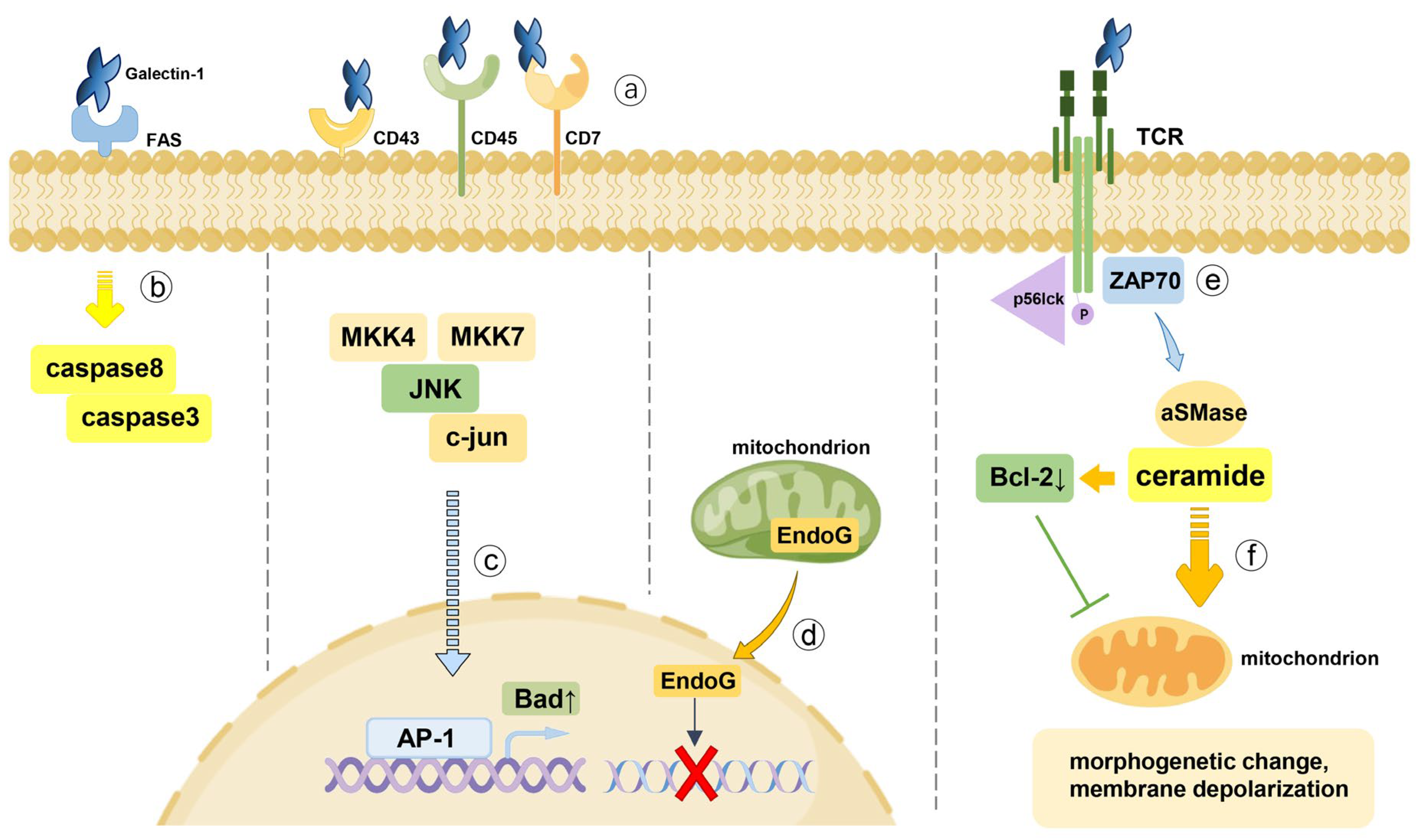 Ijms 24 06501 g002 Ijms 24 06501 g002