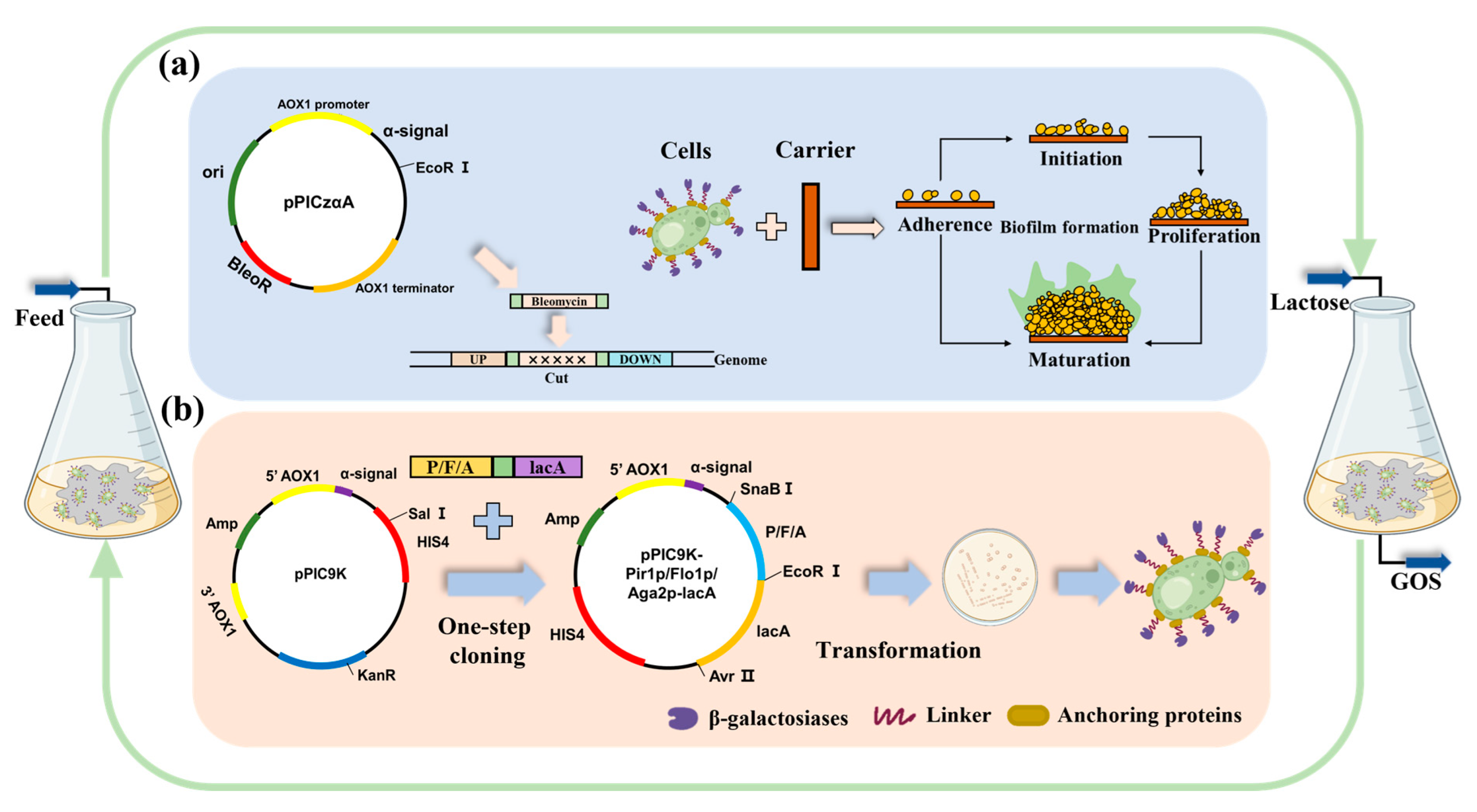 IJMS Free Full-Text Biofilm-Based Biocatalysis for