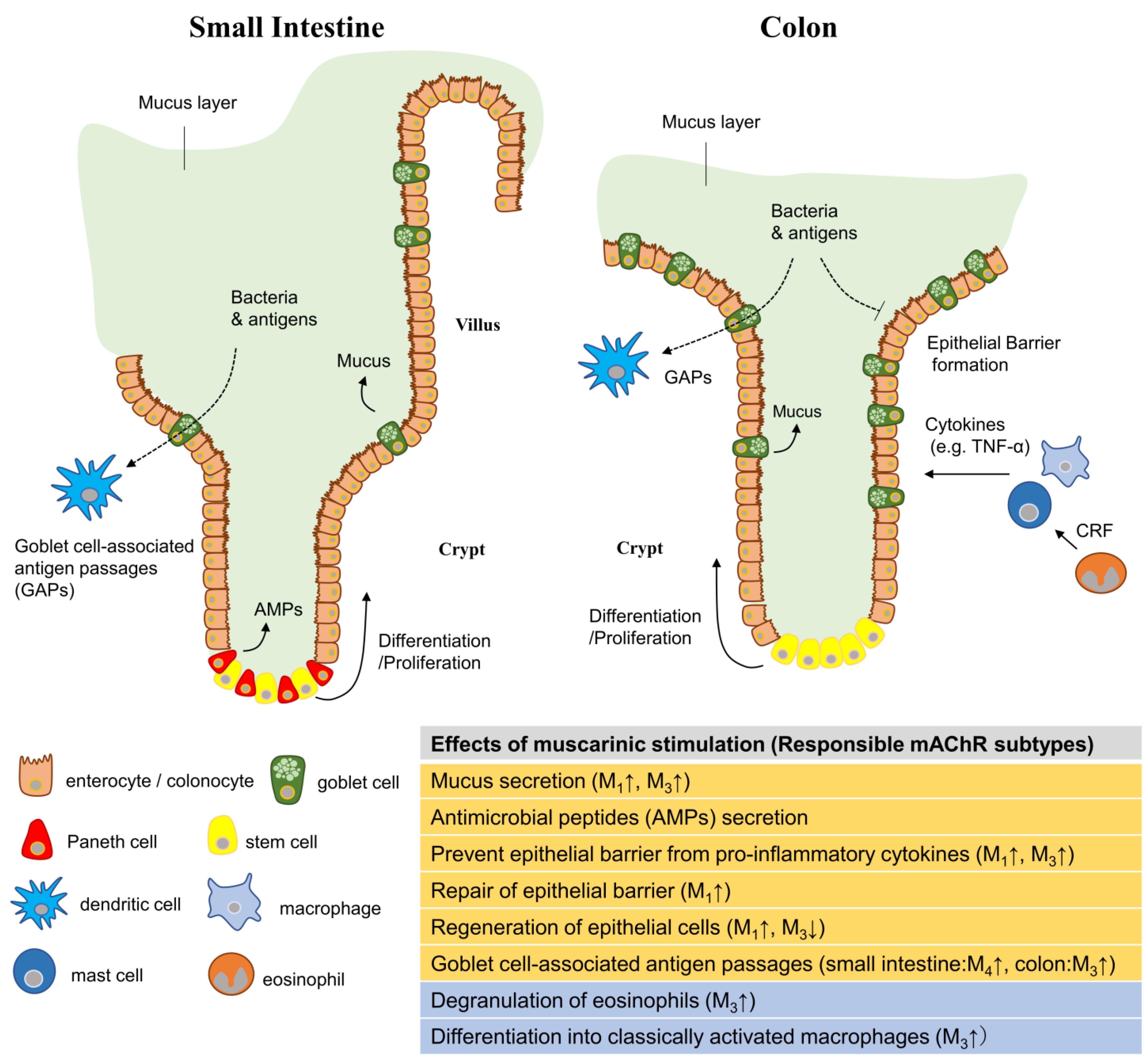 Ijms free full text role of muscarinic acetylcholine receptors in