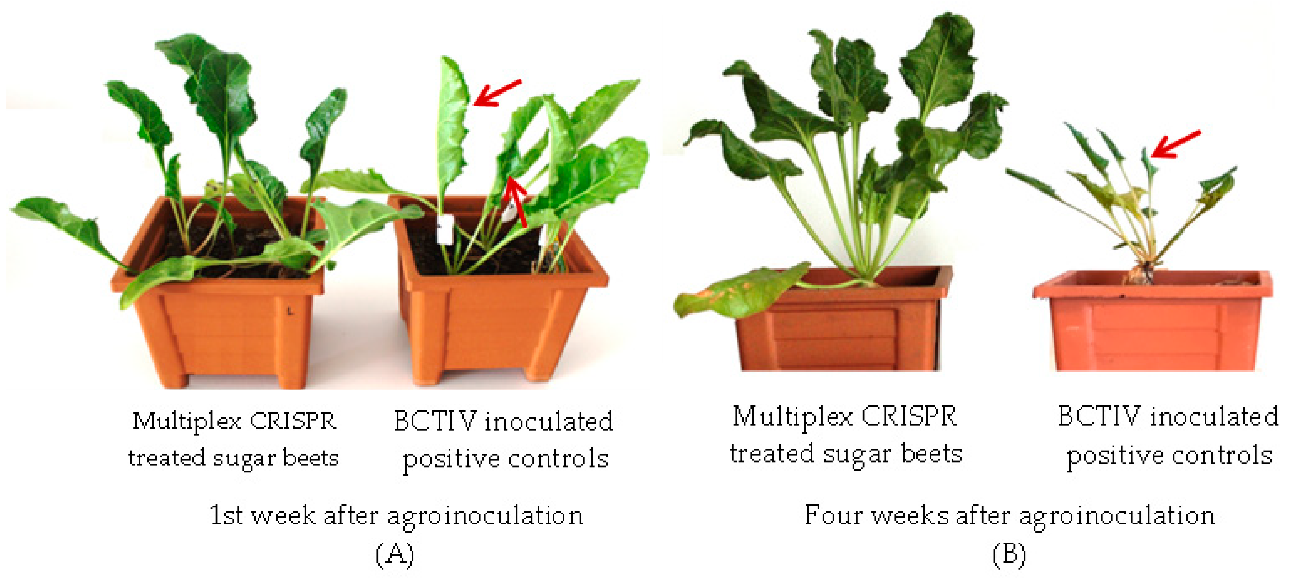 Ijms 24 06515 g005 Ijms 24 06515 g005