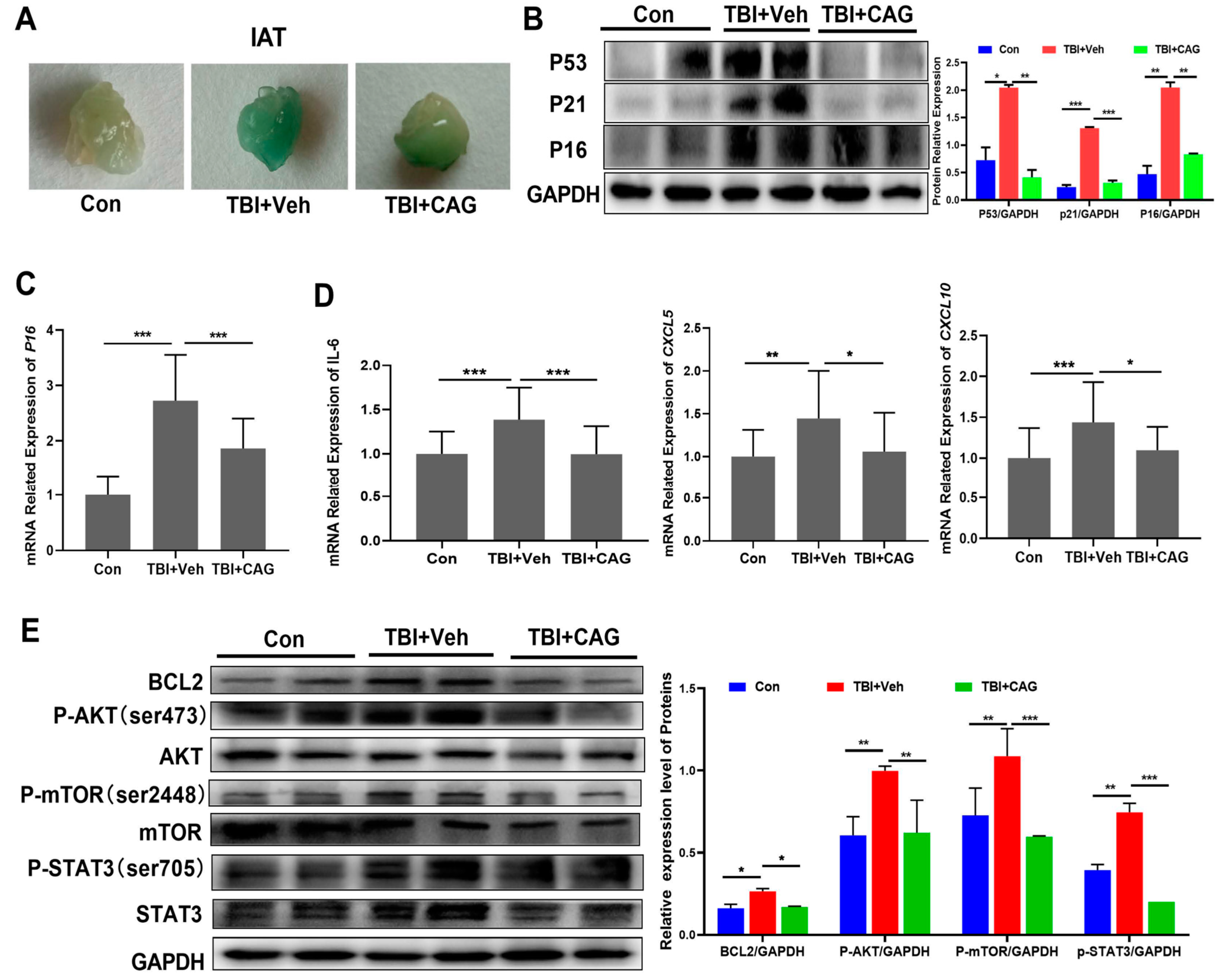 Ijms 24 06554 g005 Ijms 24 06554 g005