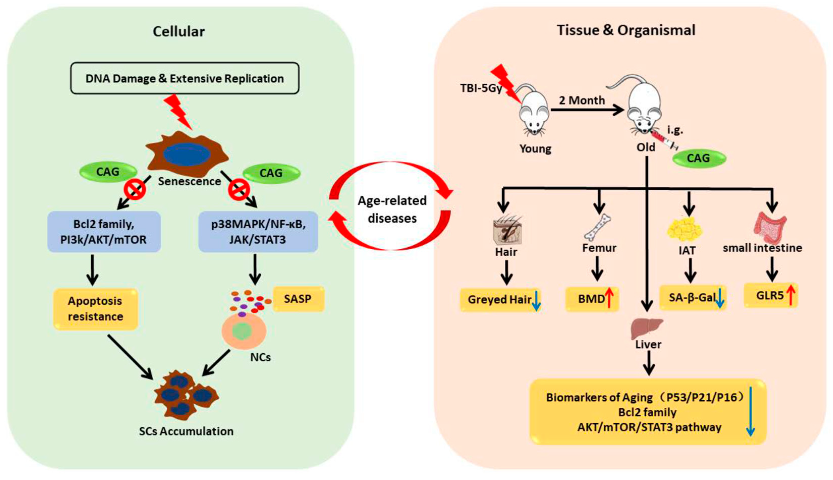 Ijms 24 06554 g006 Ijms 24 06554 g006