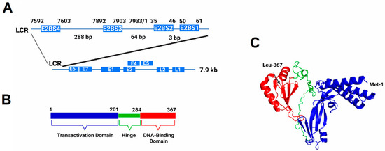 Sequence-Dependent Interaction of the Human Papillomavirus E2 Protein ...