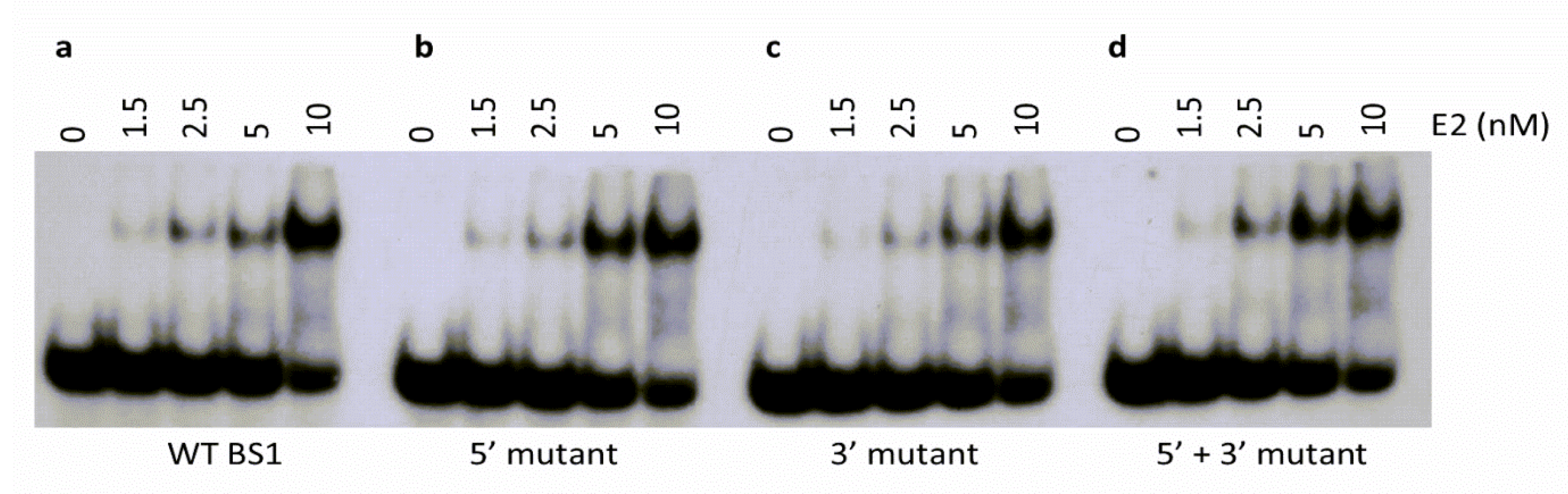 Ijms 24 06555 g006 Ijms 24 06555 g006