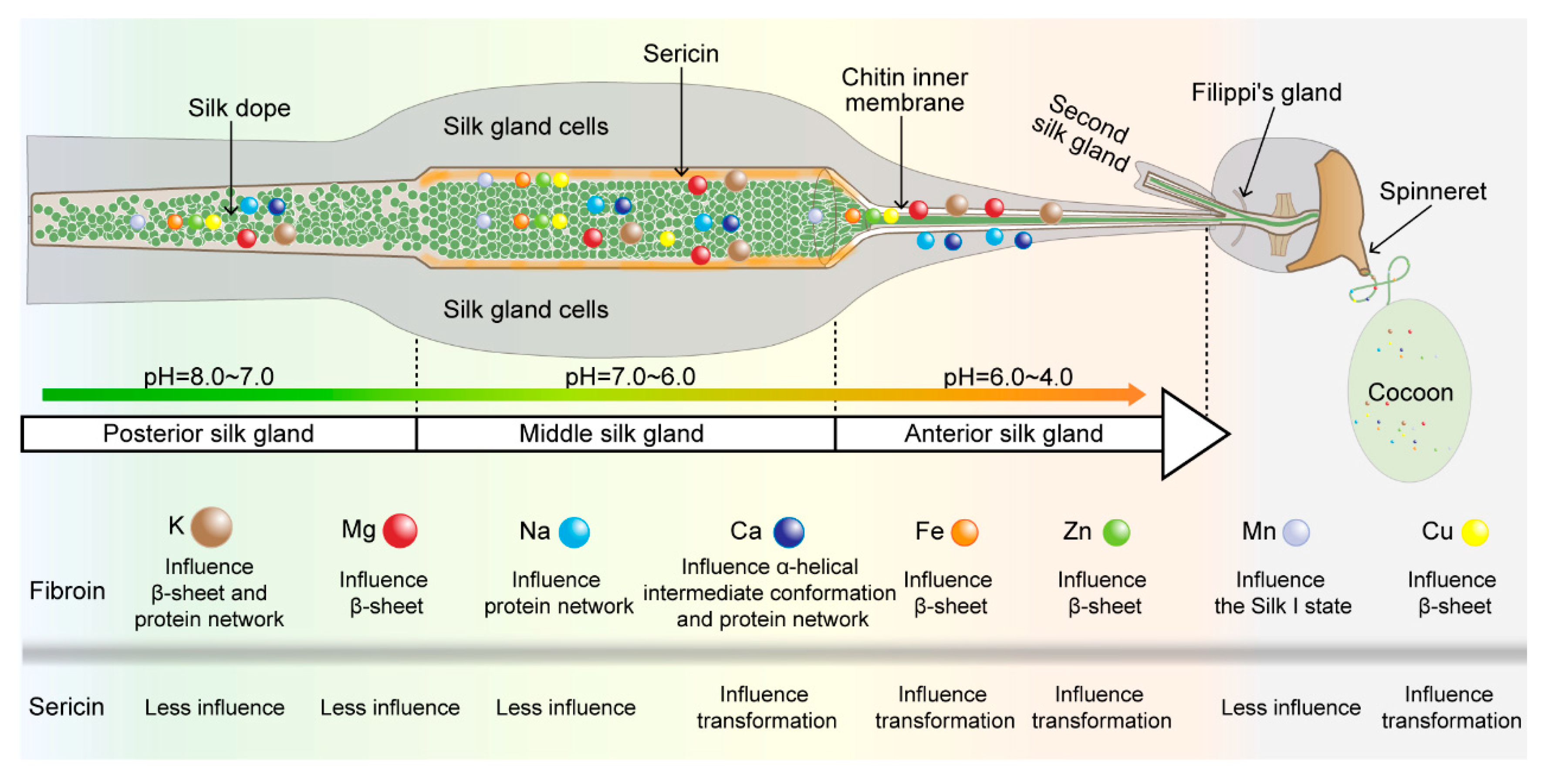 Ijms 24 06556 g008 Ijms 24 06556 g008