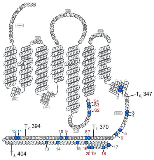 Delineation of G Protein-Coupled Receptor Kinase