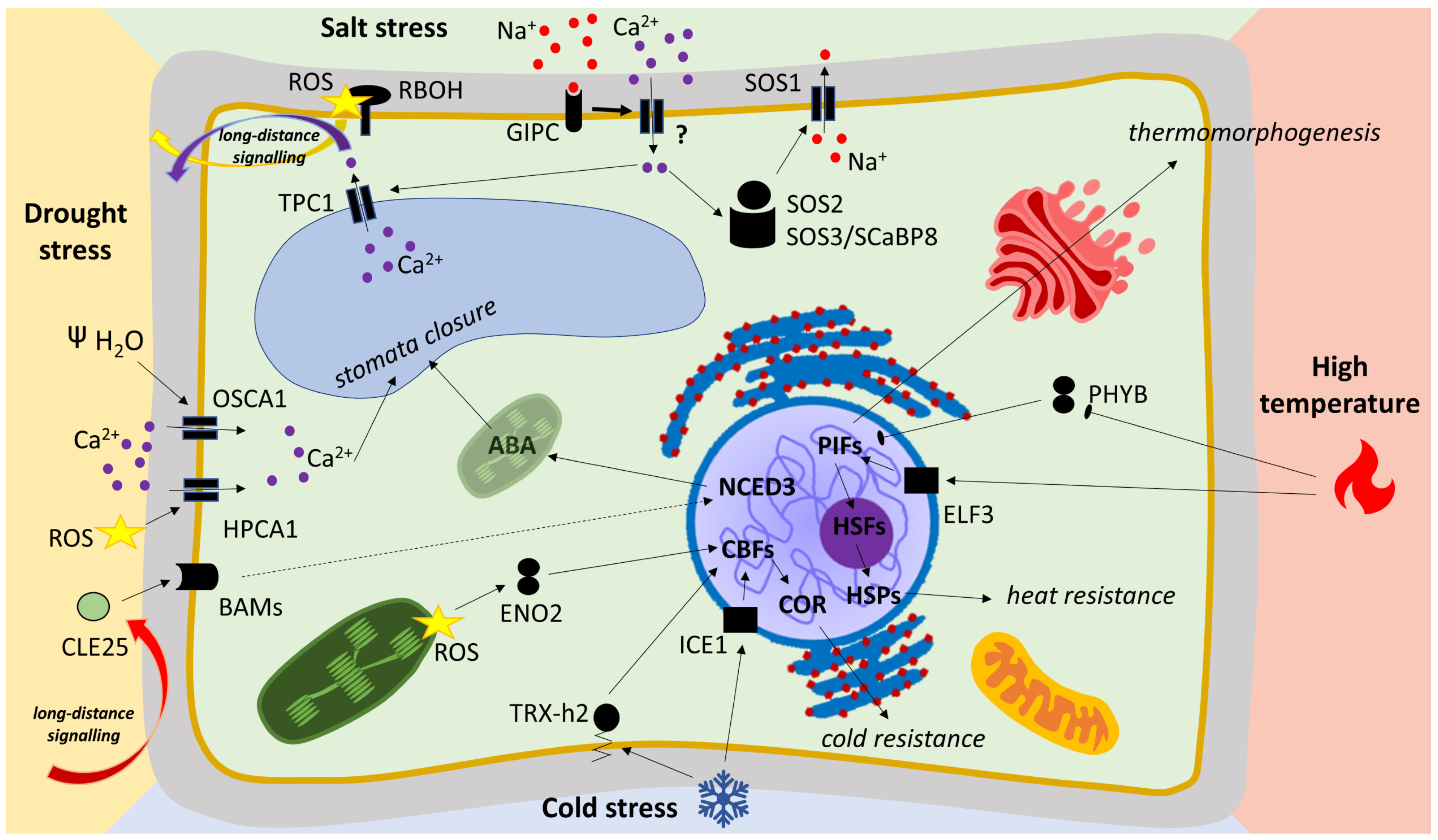 Ijms 24 06603 g003 Ijms 24 06603 g003
