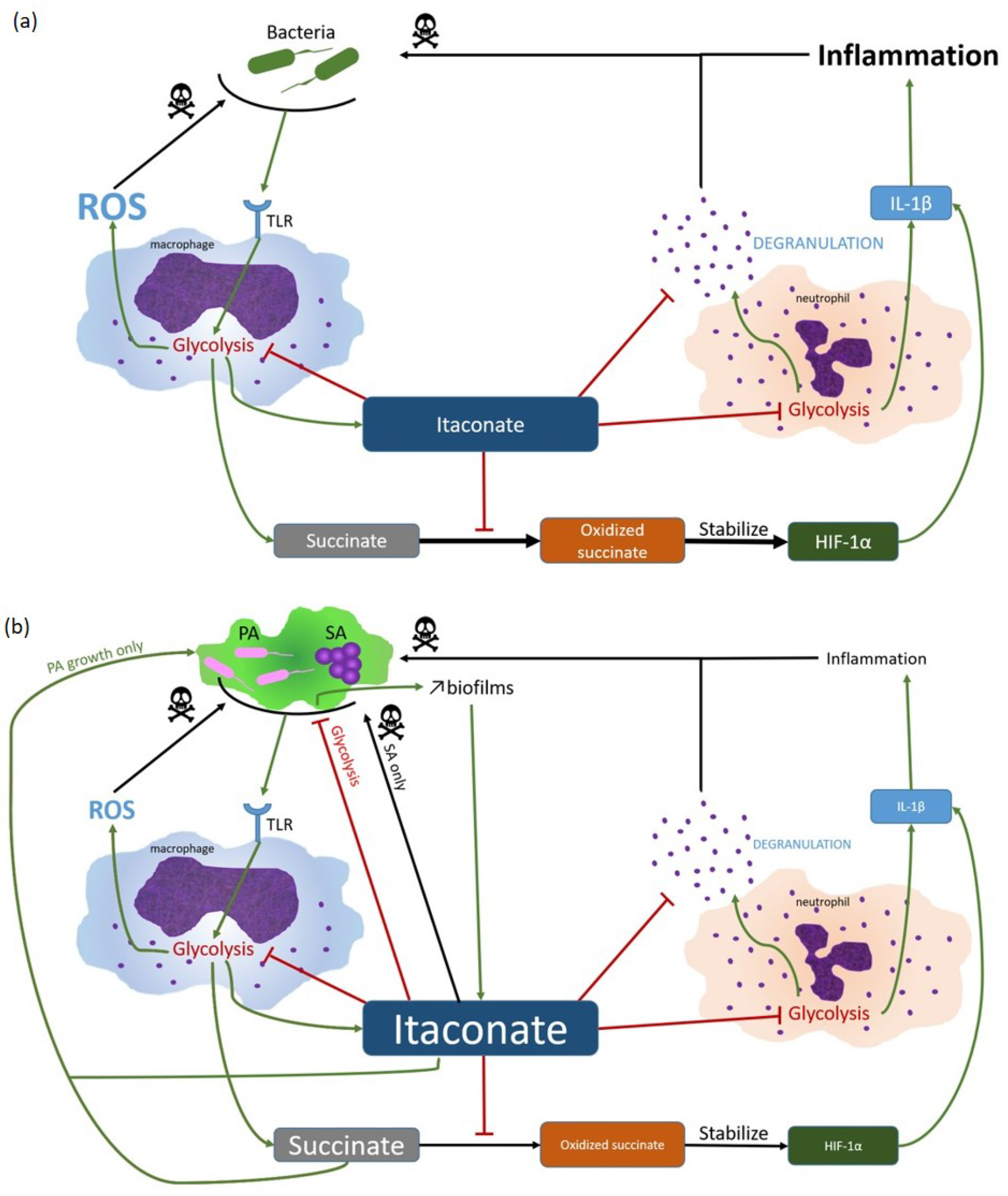 JCI - Staphylococcus aureus toxin suppresses antigen-specific T cell  responses