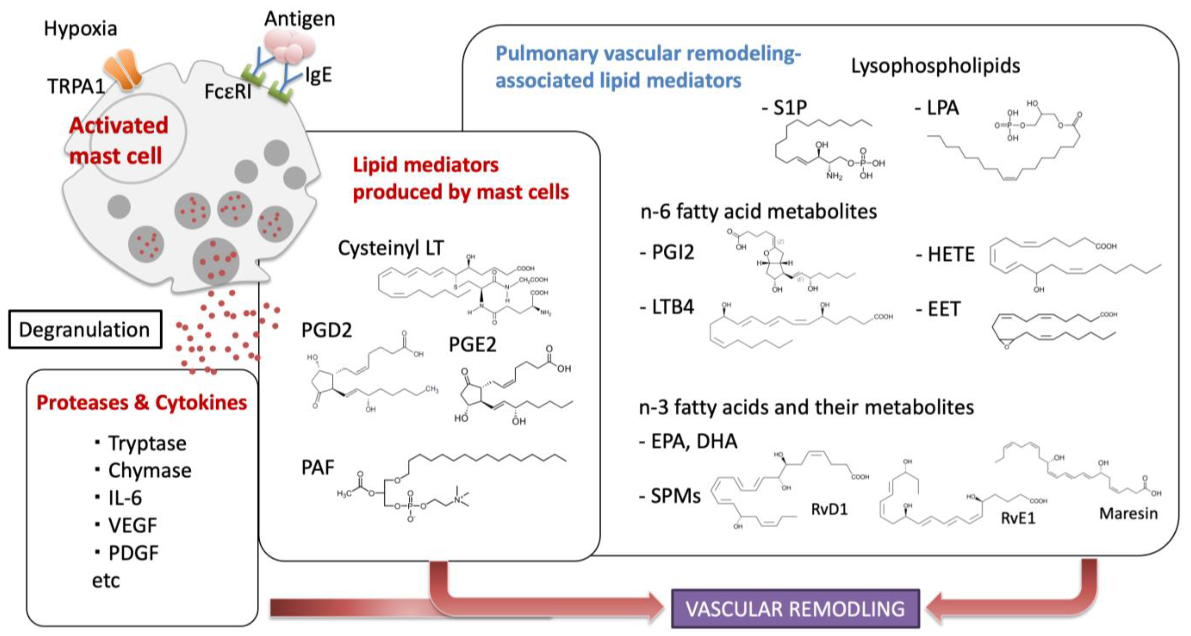 Ijms 24 06619 g001 Ijms 24 06619 g001