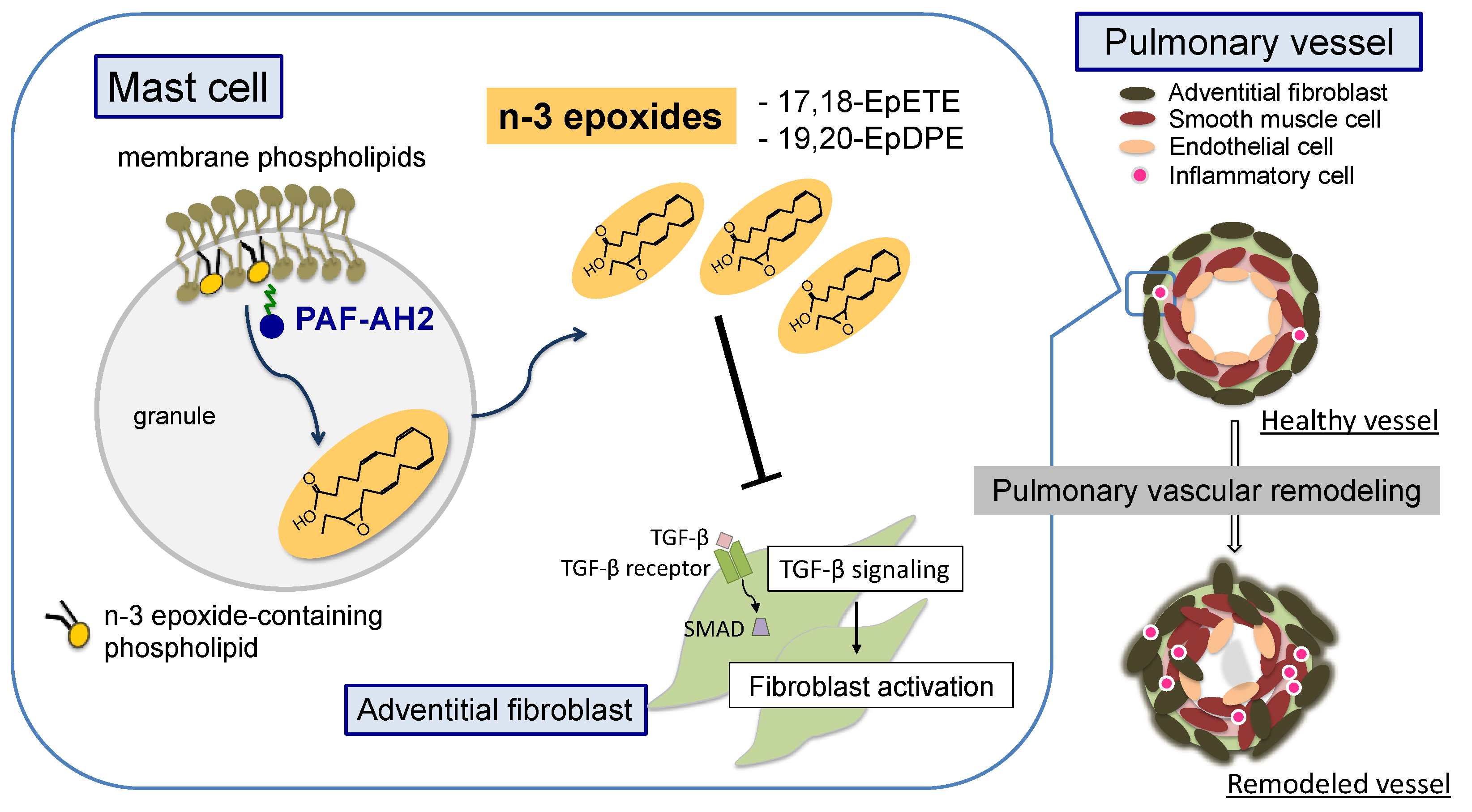 Ijms 24 06619 g002 Ijms 24 06619 g002