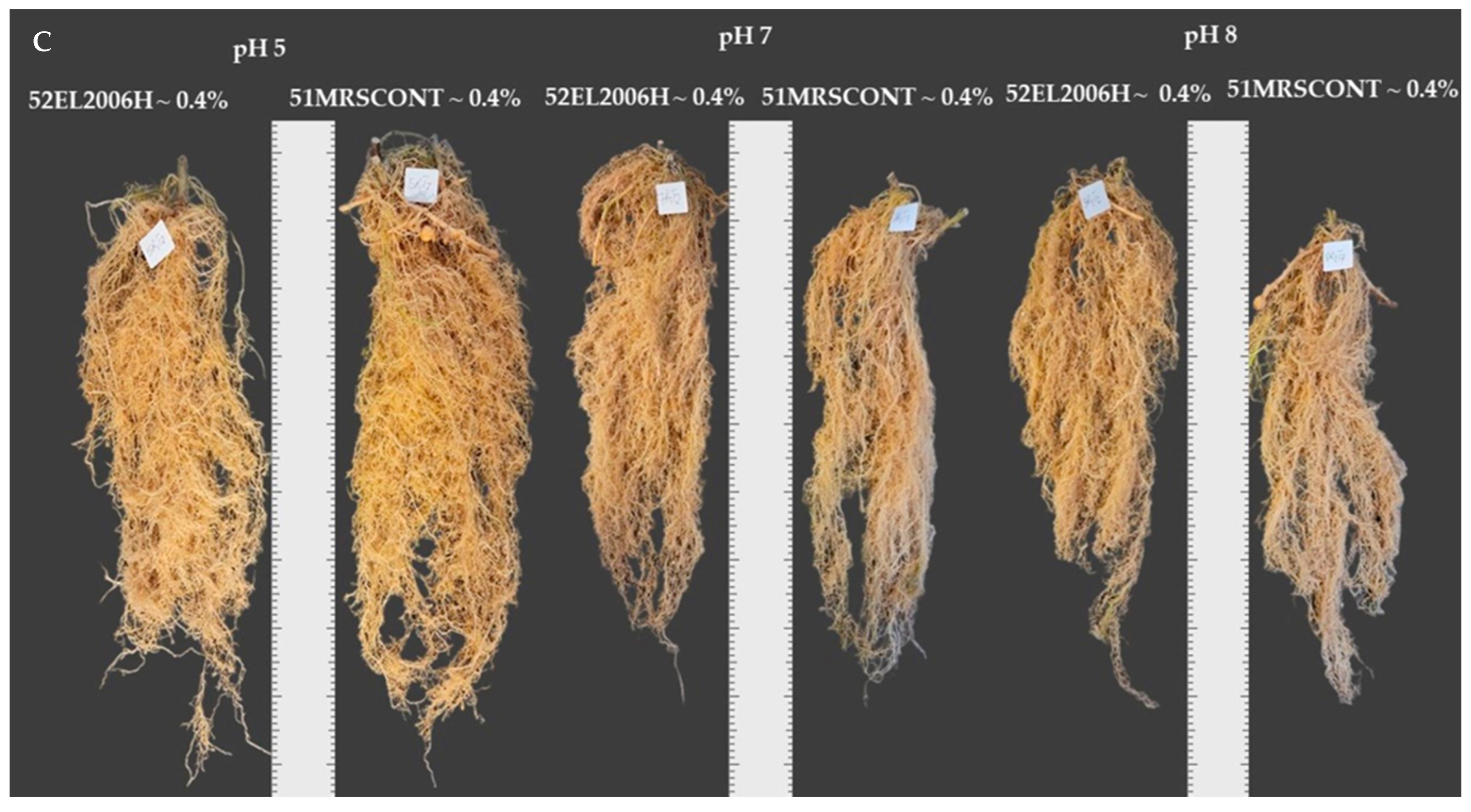 Ijms 24 06620 g003b Ijms 24 06620 g003b