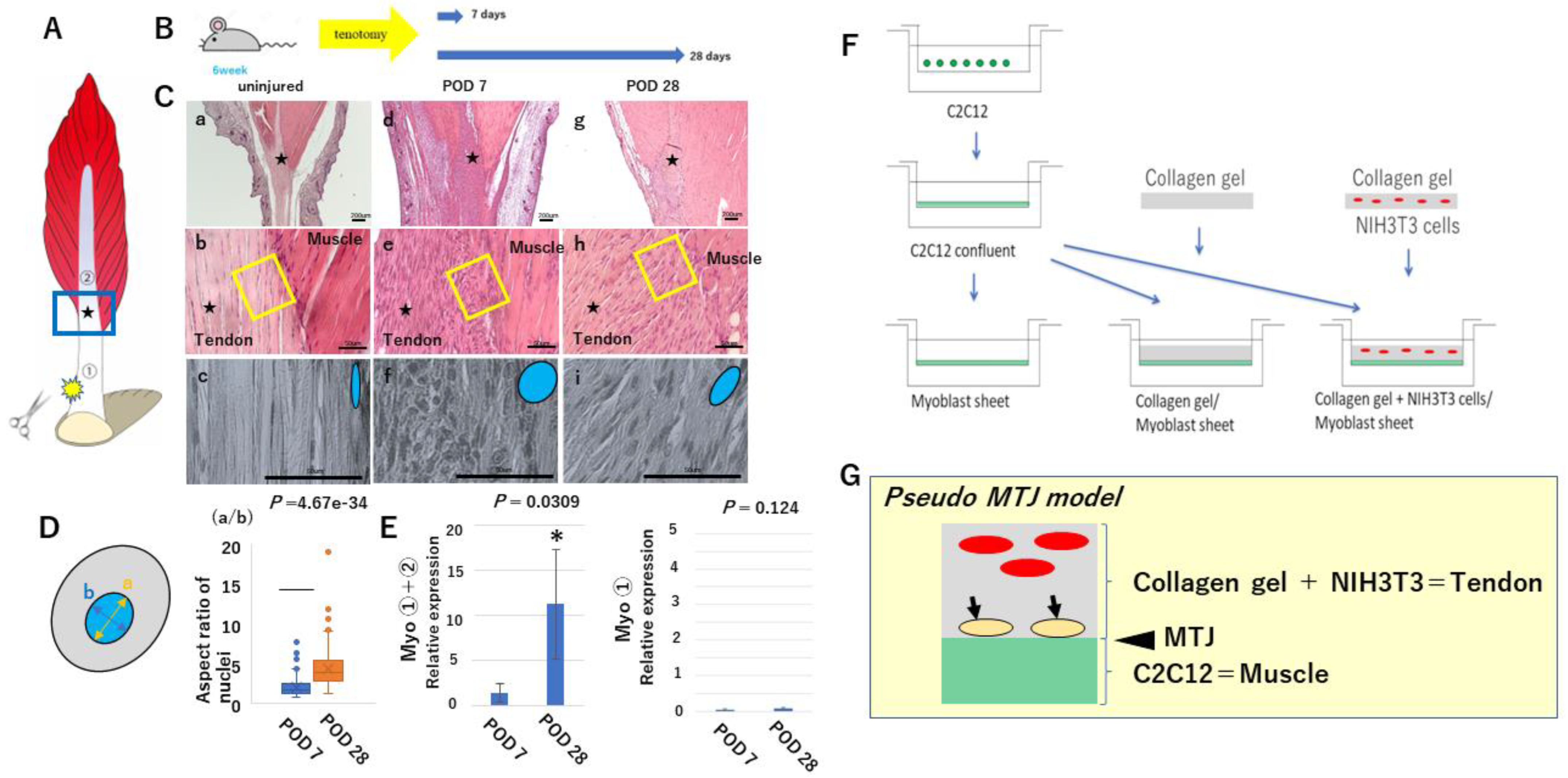 トップス embryo MUSCLE DESIGN POWER NET Effects of Myostatin on Nuclear Morphology at the
