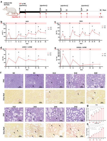 The Reduction of Uromodulin, Complement Factor H, and Their