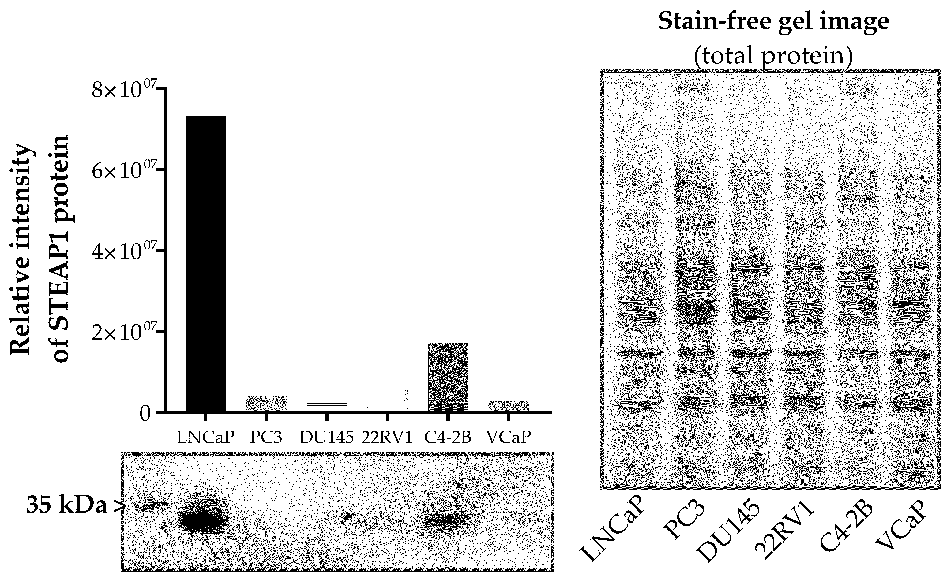 Ijms 24 06643 g001 Ijms 24 06643 g001