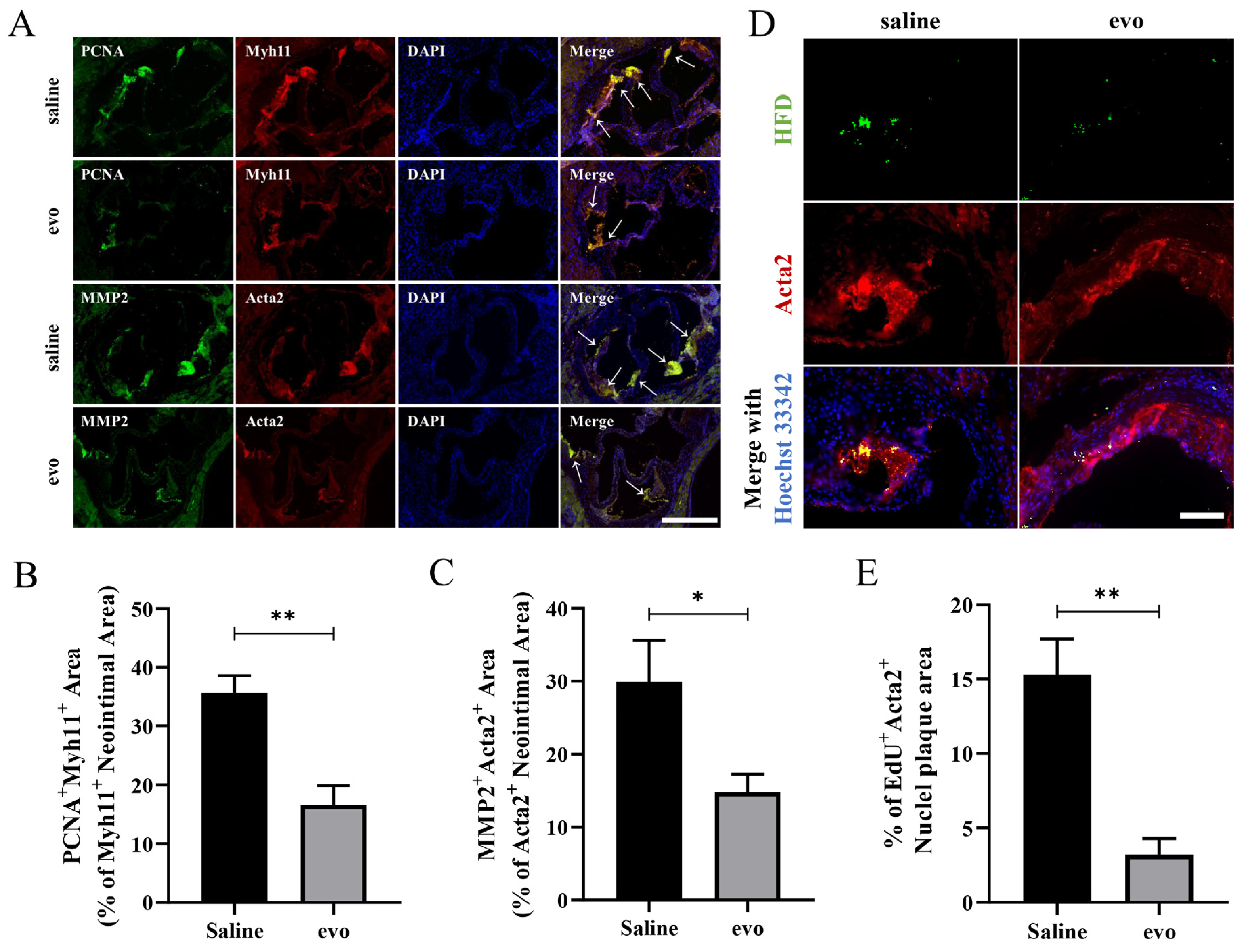 Ijms 24 06653 g002 Ijms 24 06653 g002