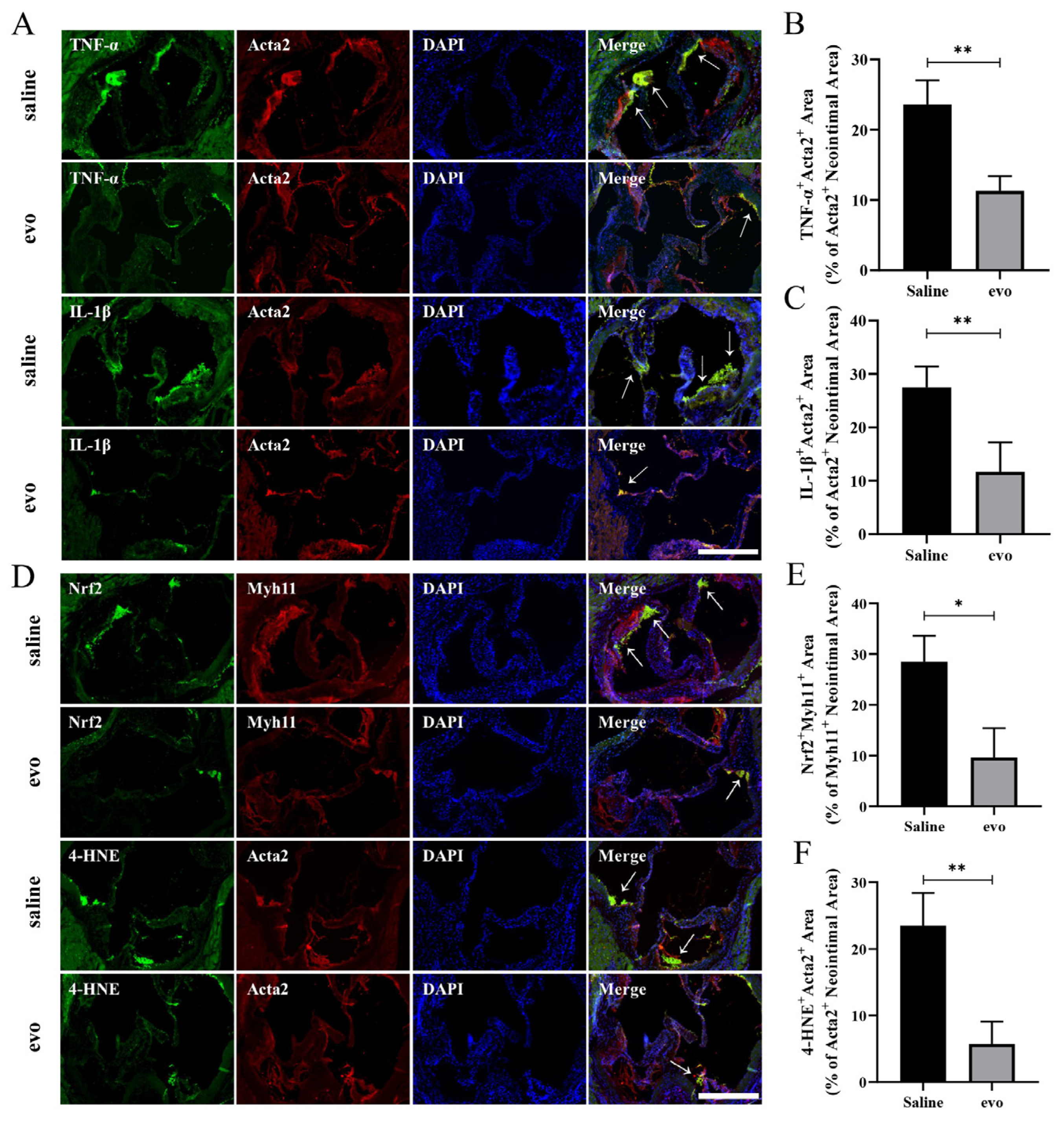 Ijms 24 06653 g004 Ijms 24 06653 g004