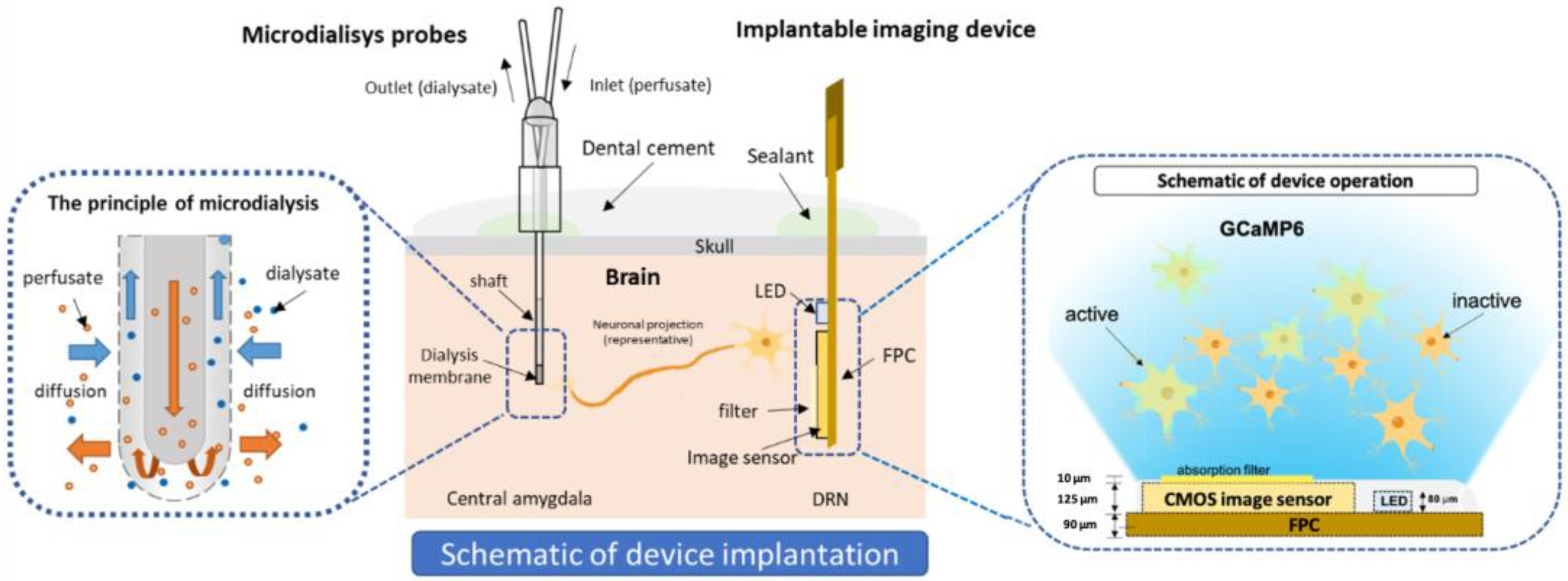 Ijms 24 06654 g010 Ijms 24 06654 g010