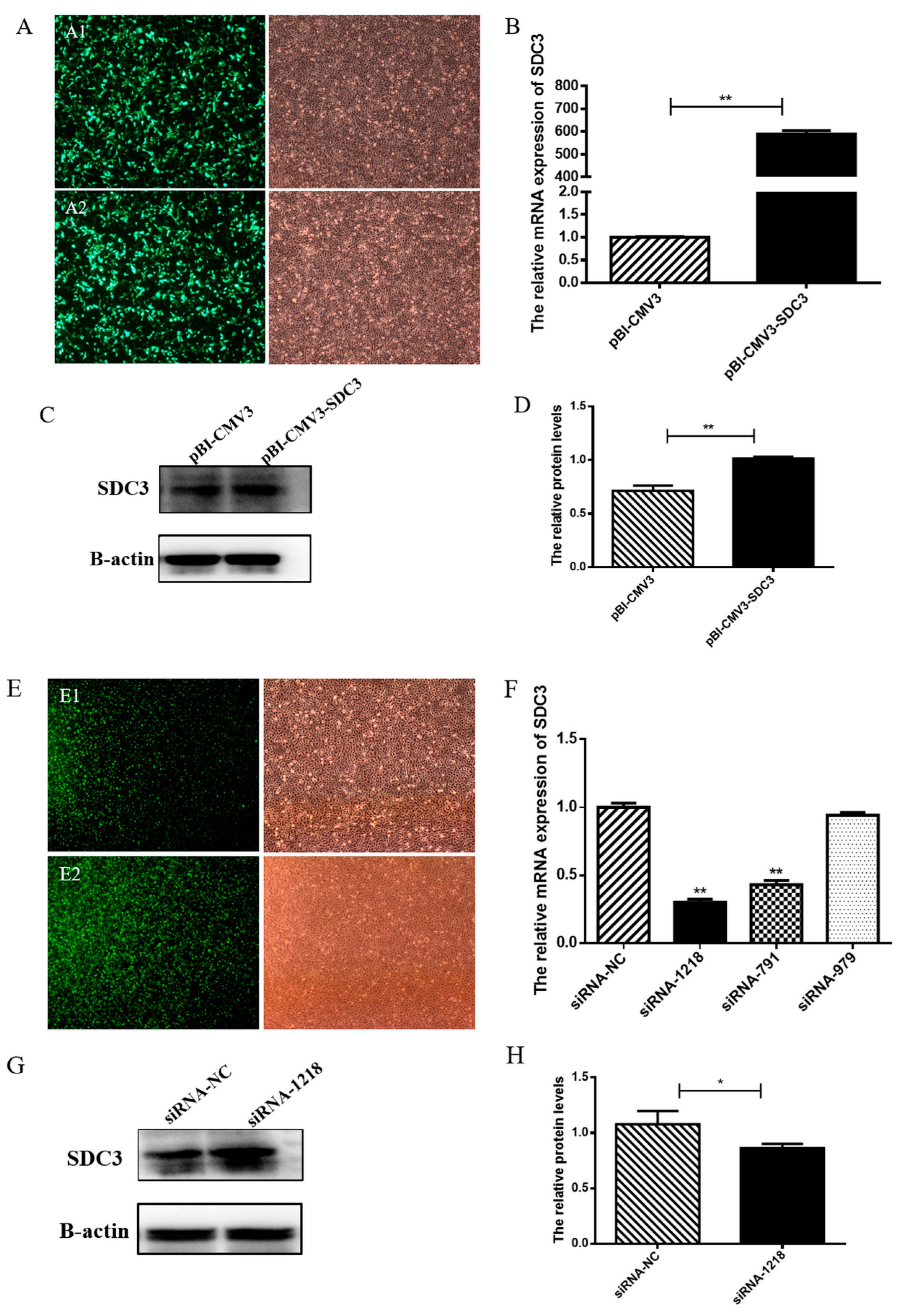 Syndecan-3 is selectively pro-inflammatory in the joint and contributes to  antigen-induced arthritis in mice, Arthritis Research & Therapy