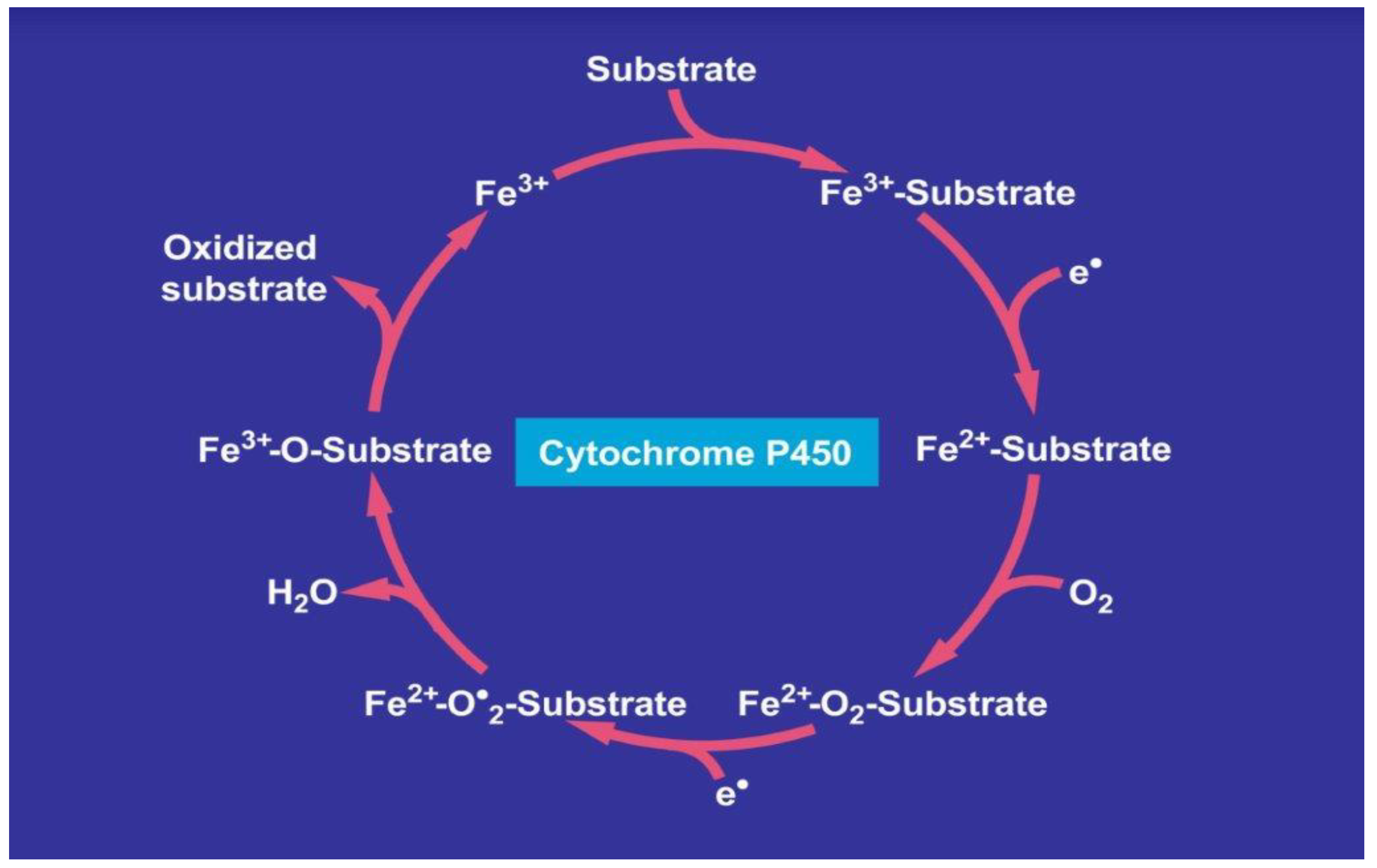 Molecular Idiosyncratic Toxicology of Drugs in the Human
