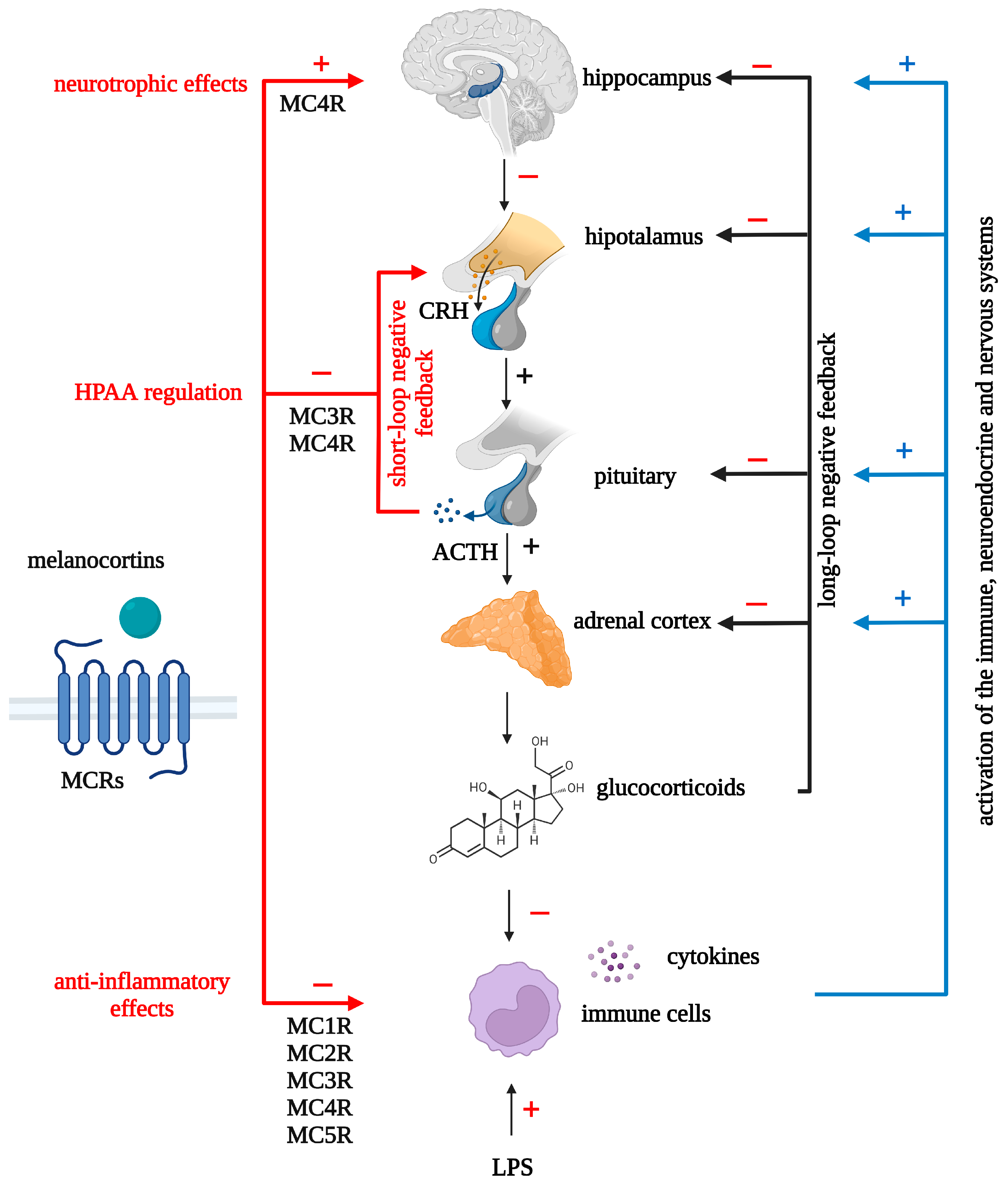 Ijms 24 06664 g003 Ijms 24 06664 g003