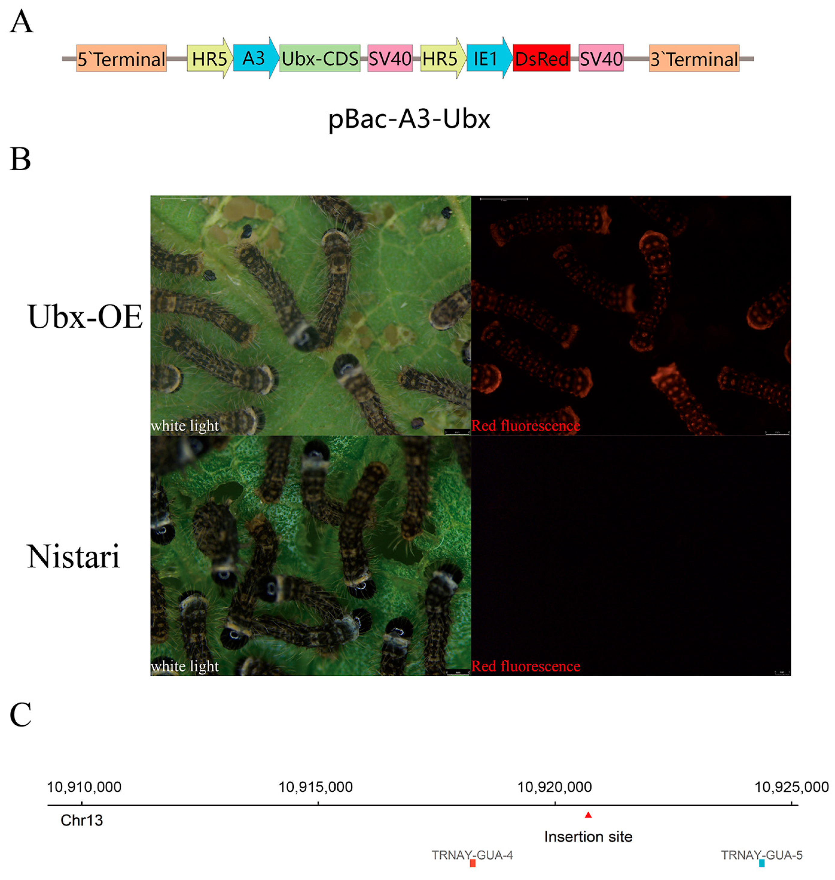 Ijms 24 06670 g001 Ijms 24 06670 g001