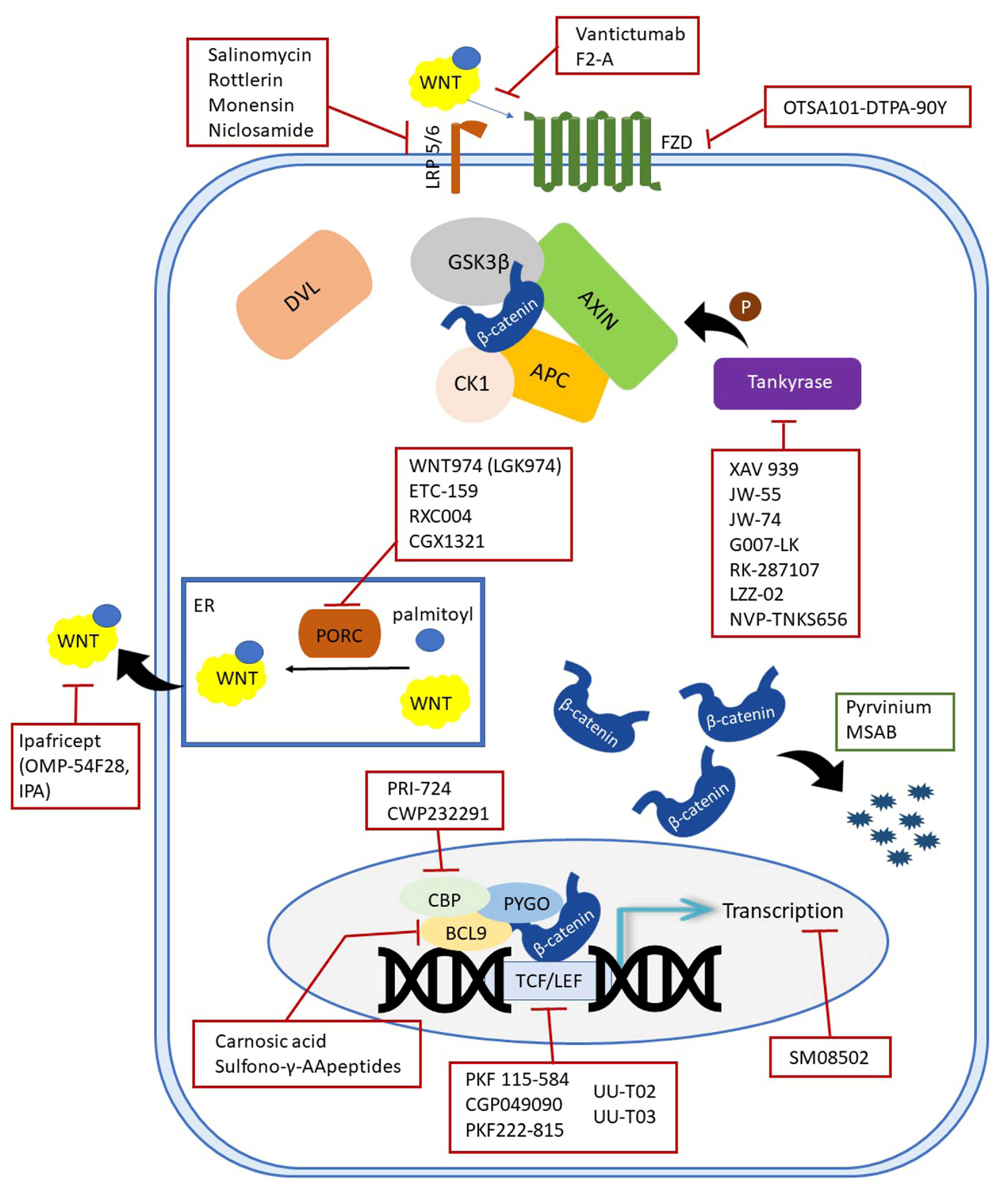 Ijms 24 06733 g002 Ijms 24 06733 g002