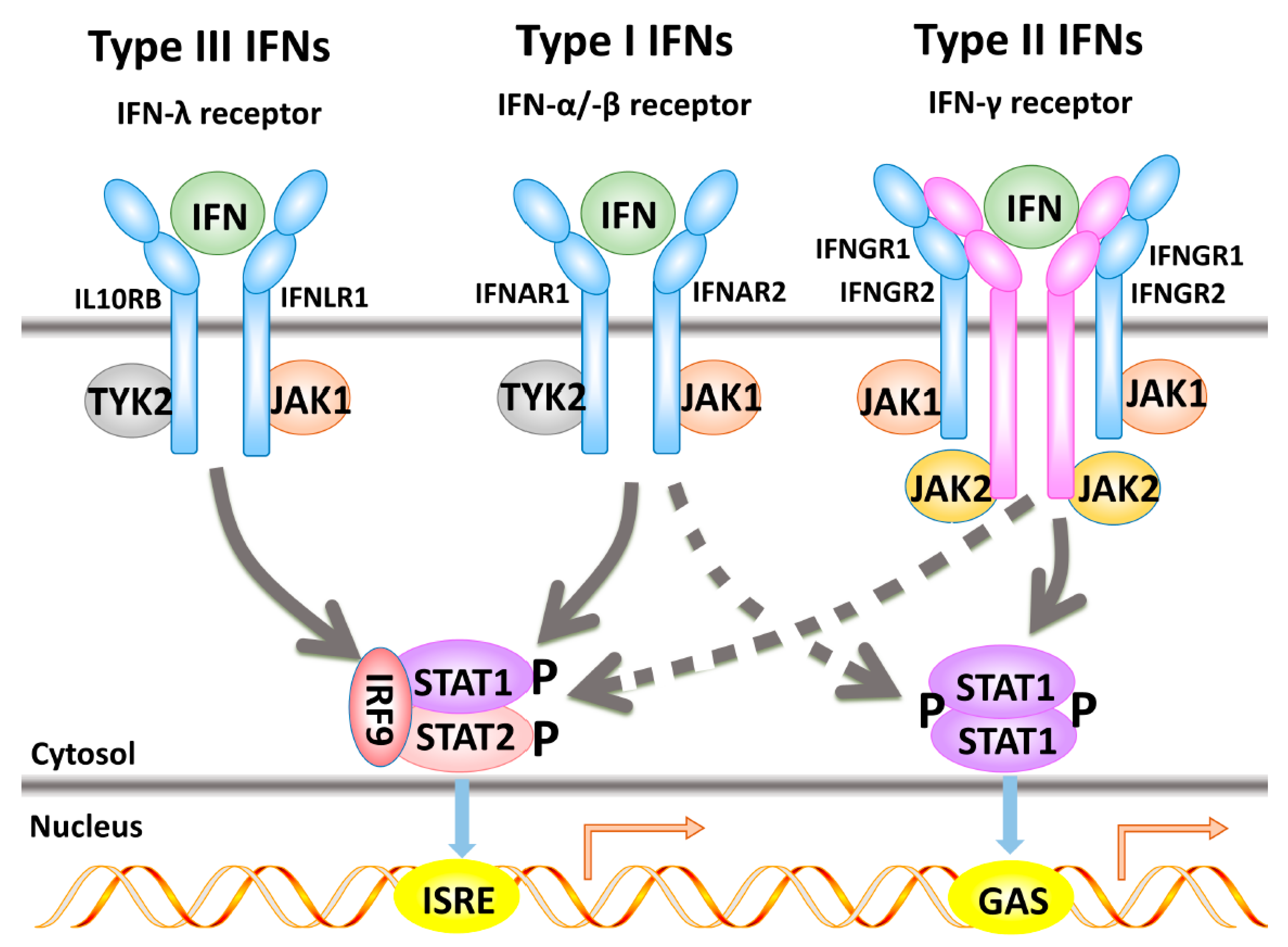 Frontiers  Multiple-Allele MHC Class II Epitope Engineering by a Molecular  Dynamics-Based Evolution Protocol