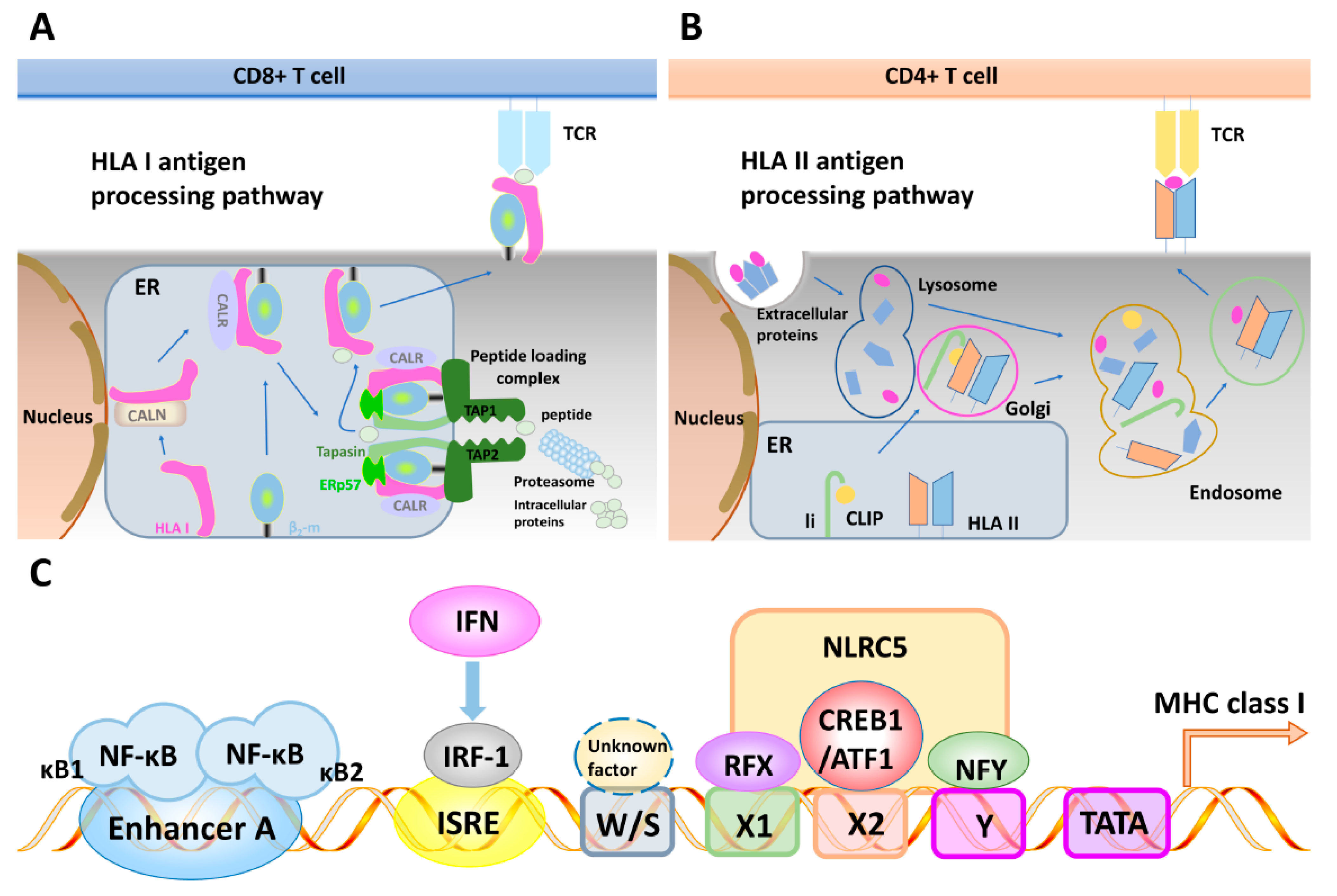 IJMS Free FullText Interferons and Resistance Mechanisms in Tumors