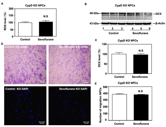 R-17 Vol.1〜５ Sevoflurane Induces a Cyclophilin D-Dependent Decrease of