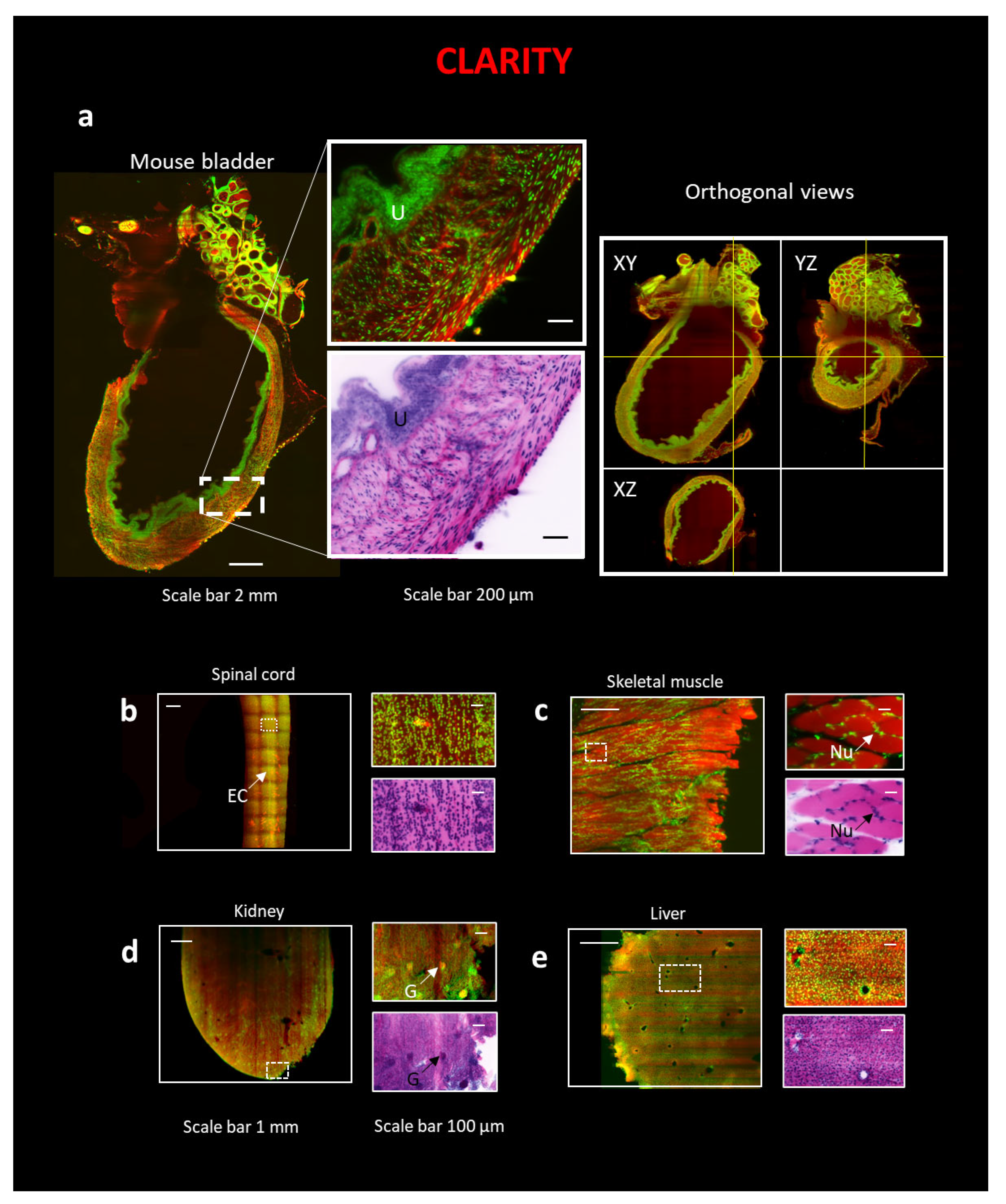 Ijms 24 06747 g002 Ijms 24 06747 g002