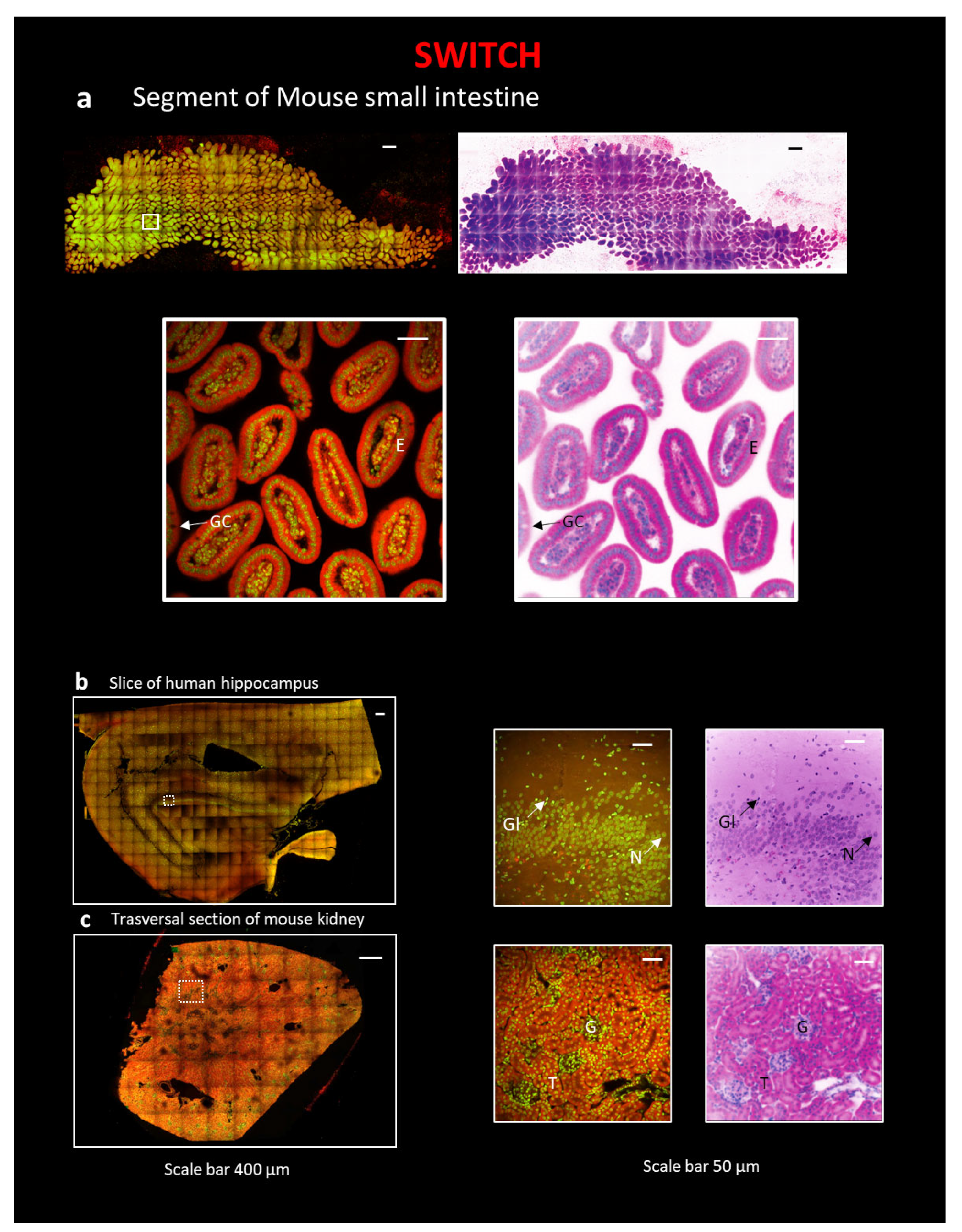 Ijms 24 06747 g003 Ijms 24 06747 g003