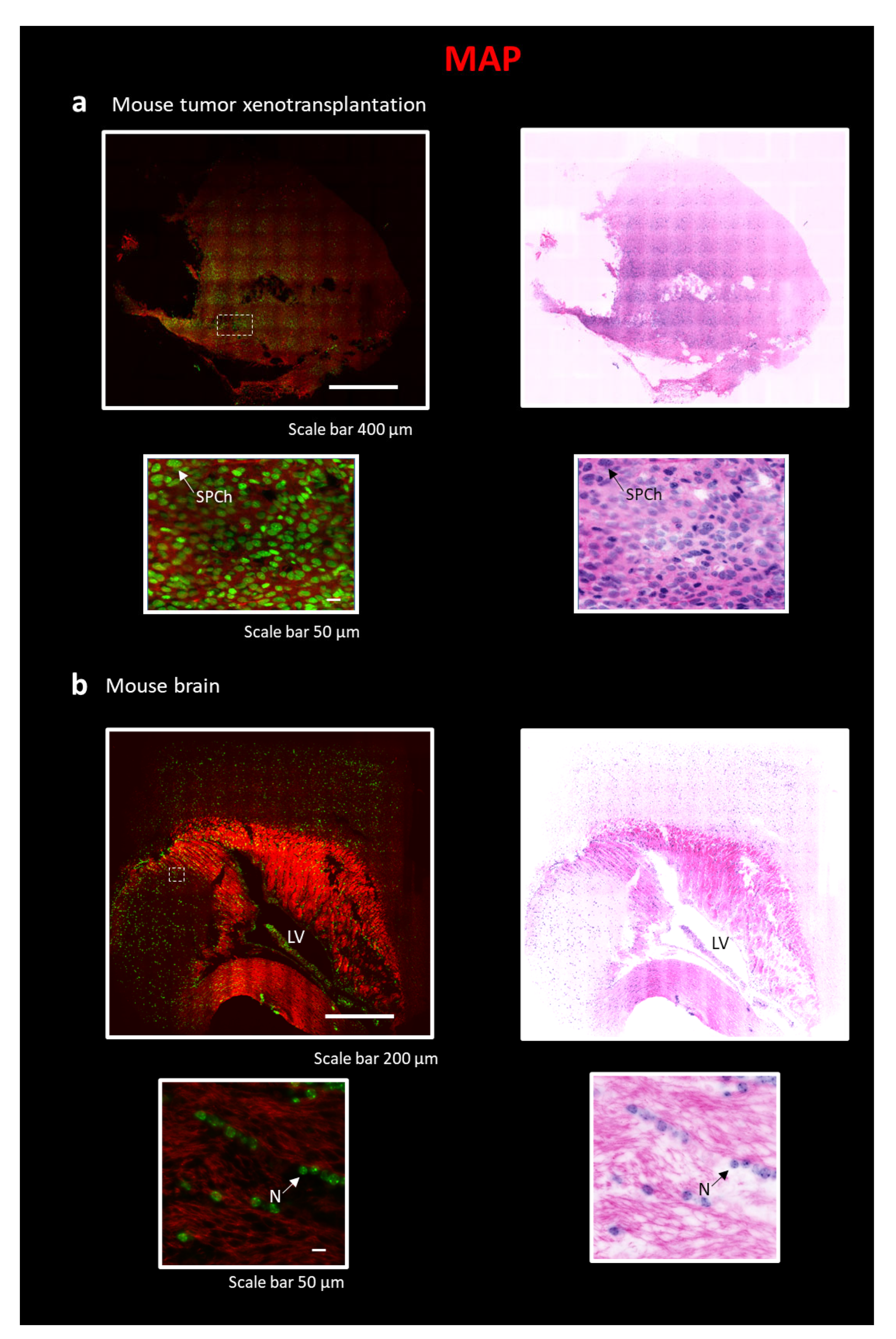 Ijms 24 06747 g004 Ijms 24 06747 g004