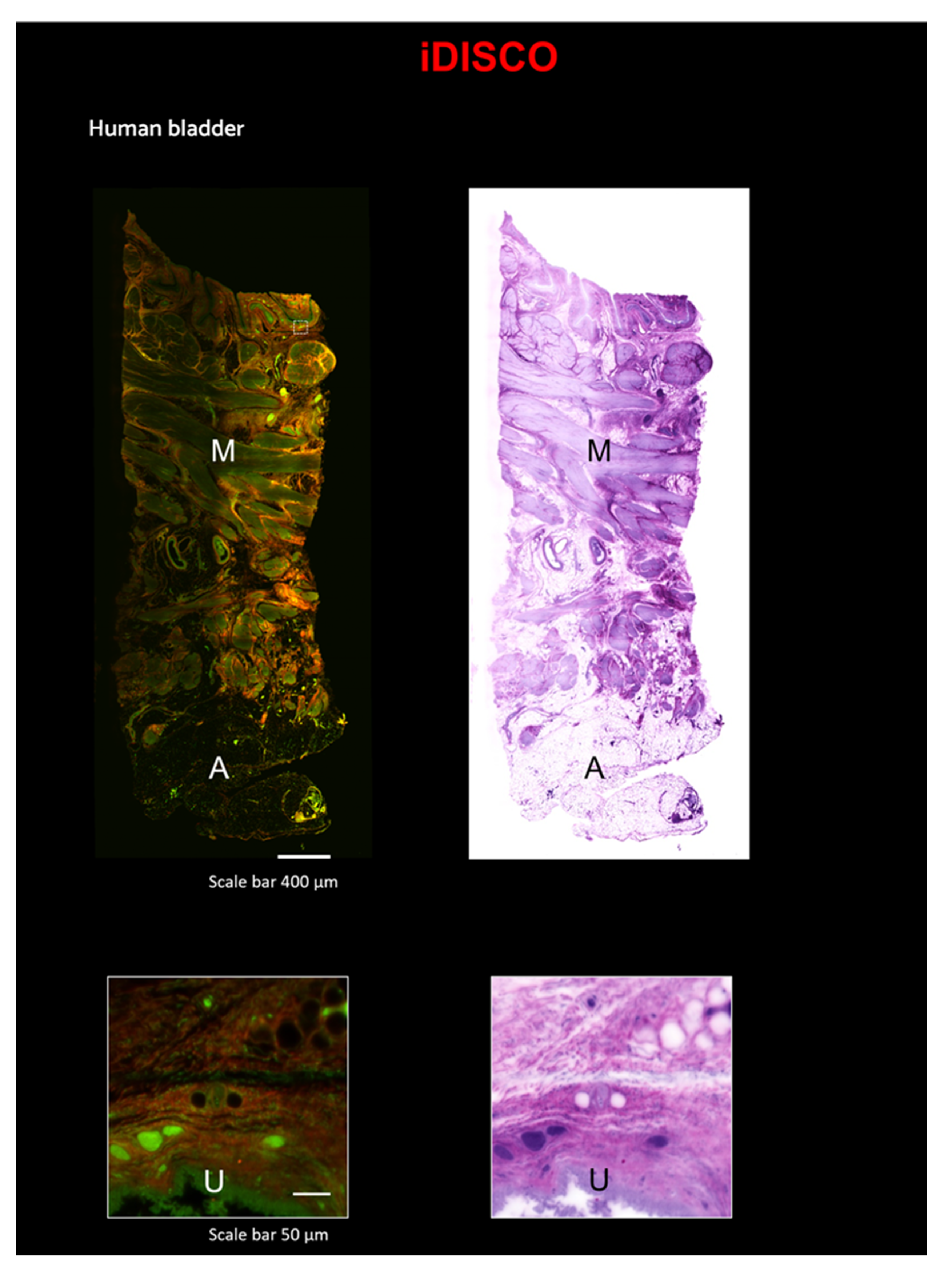 Ijms 24 06747 g005 Ijms 24 06747 g005