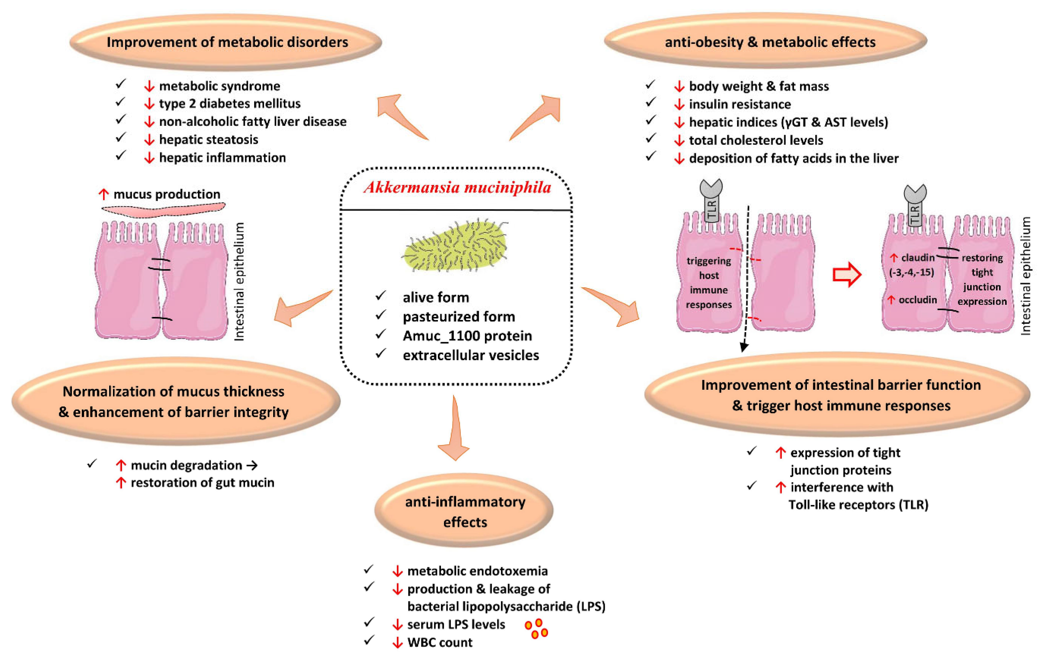 Synergy and oxygen adaptation for development of next-generation probiotics