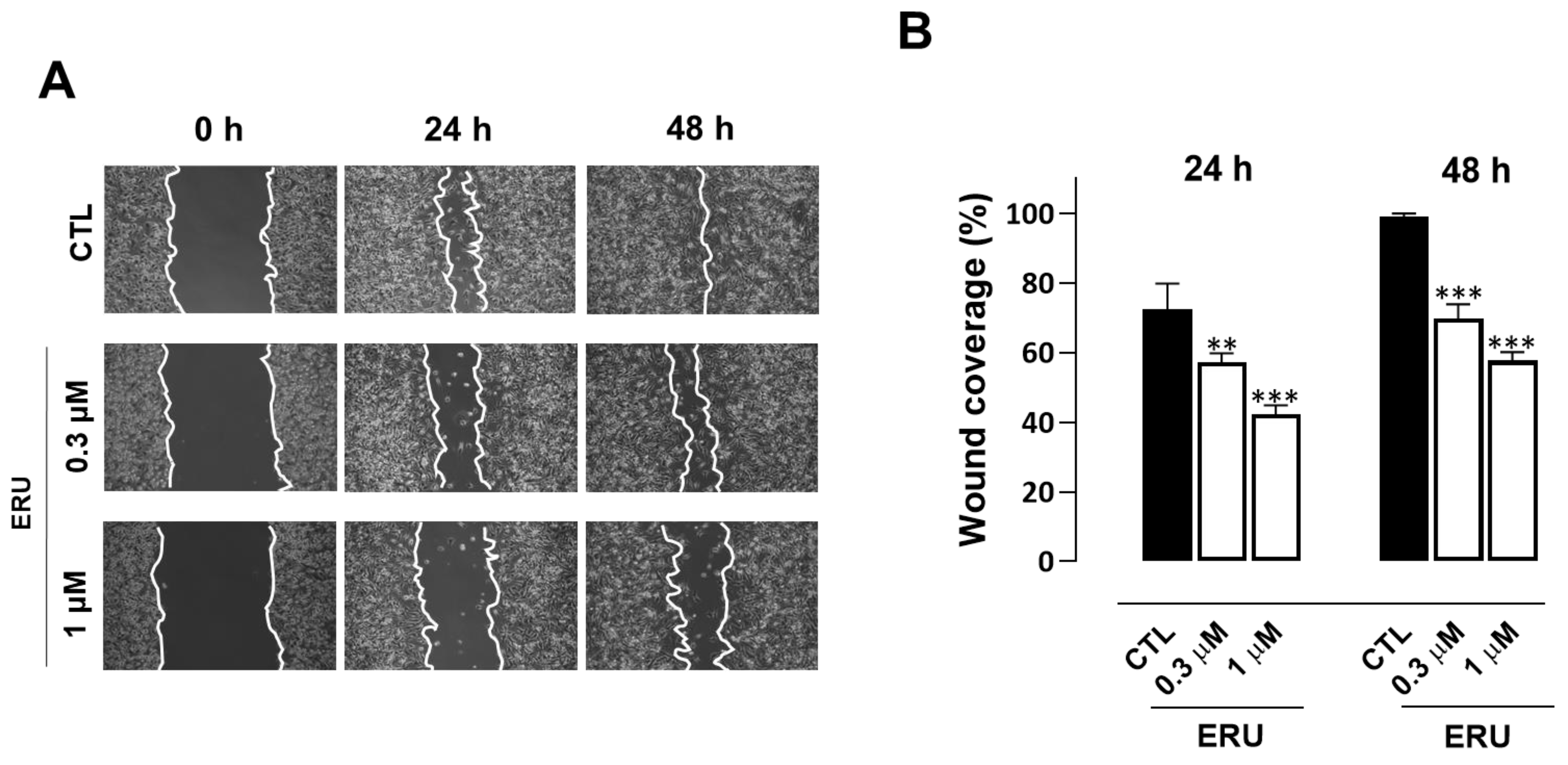 Ijms 24 06764 g004 Ijms 24 06764 g004