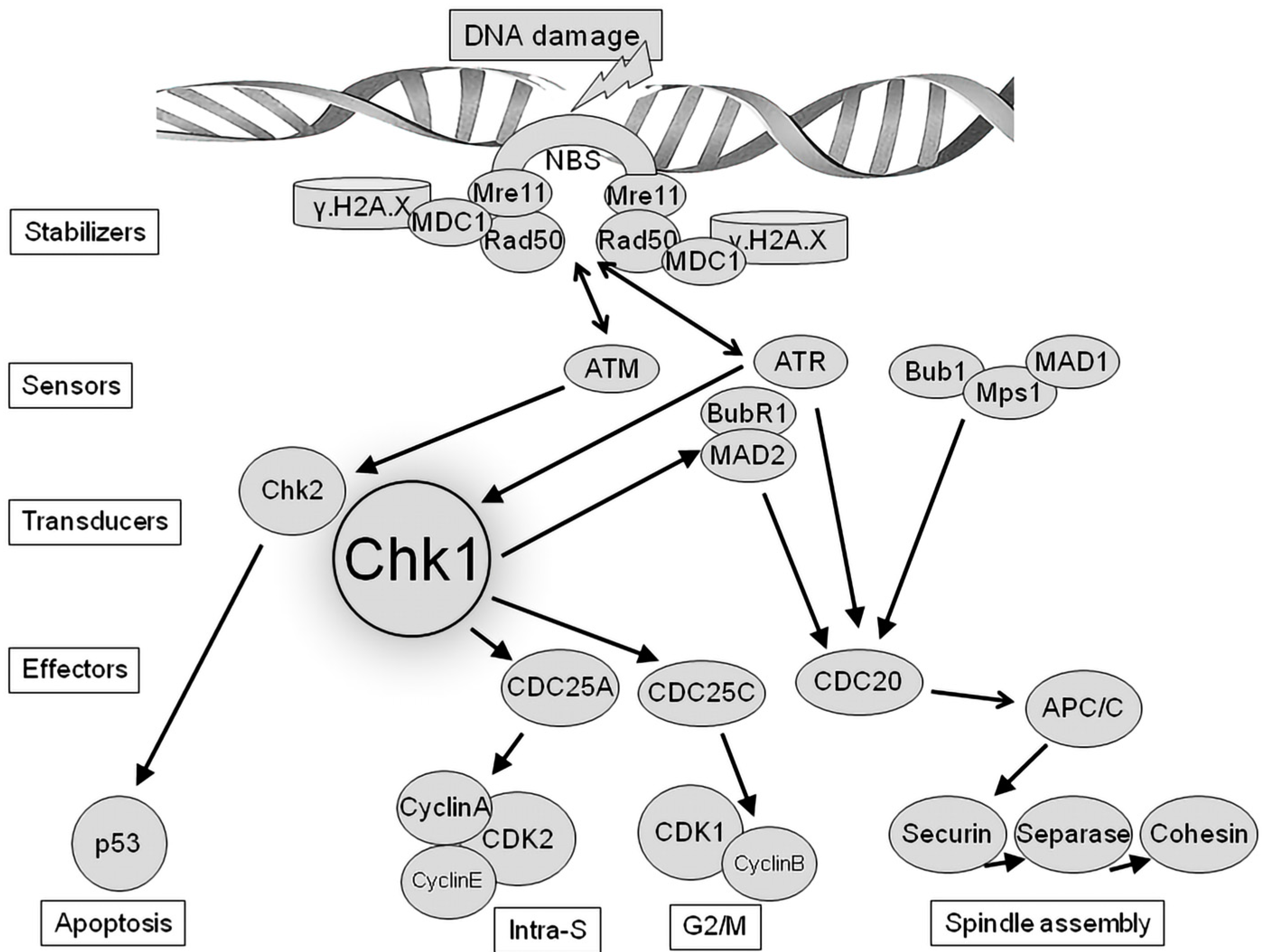 Ijms 24 06778 g002 Ijms 24 06778 g002