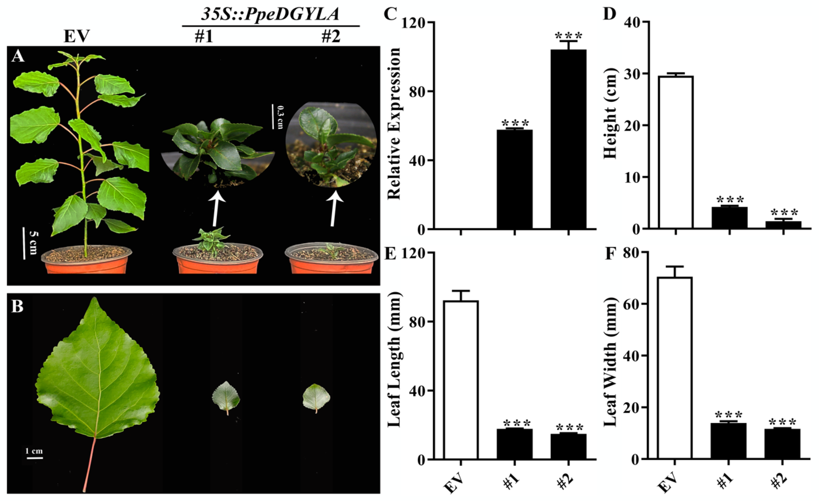 Ijms 24 06789 g003 Ijms 24 06789 g003