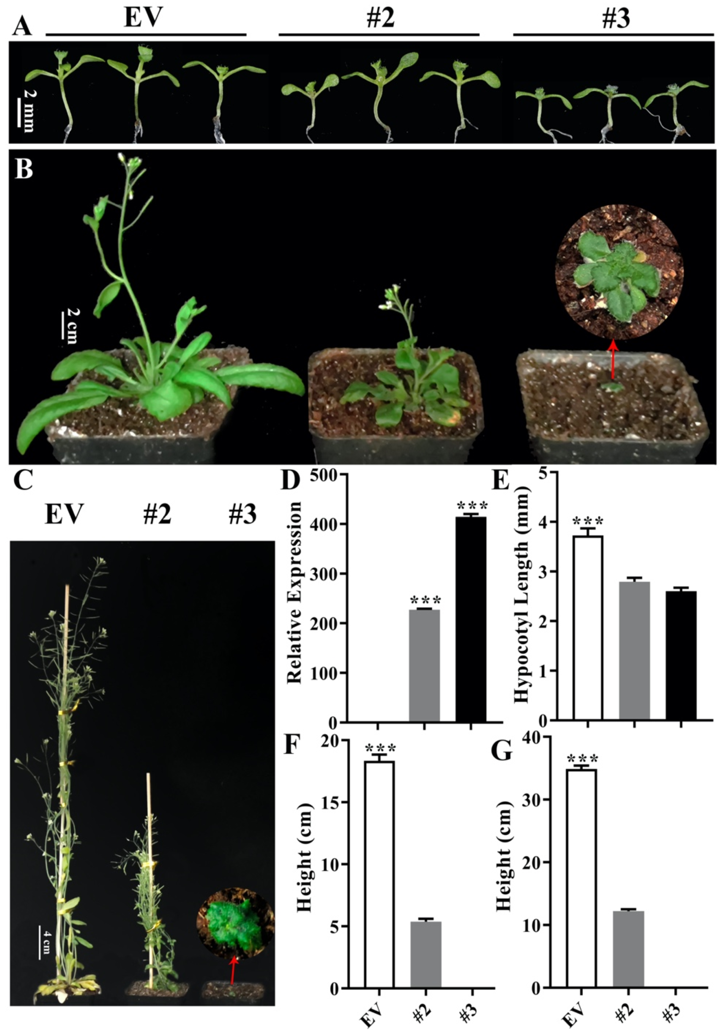 Ijms 24 06789 g004 Ijms 24 06789 g004
